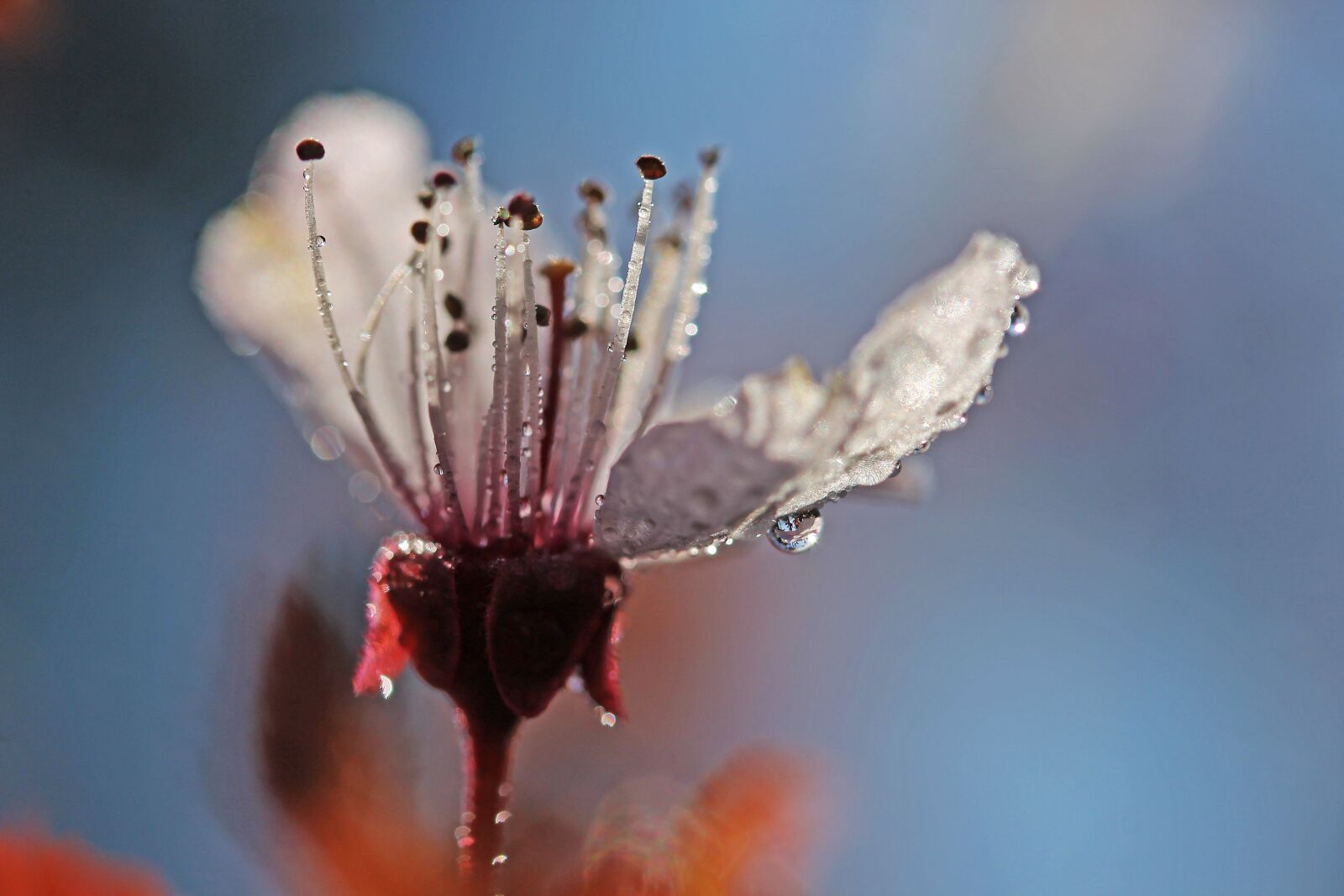 Canon EF-S 60mm F2.8 Macro USM sample photo. Flower, spring, artistic photography