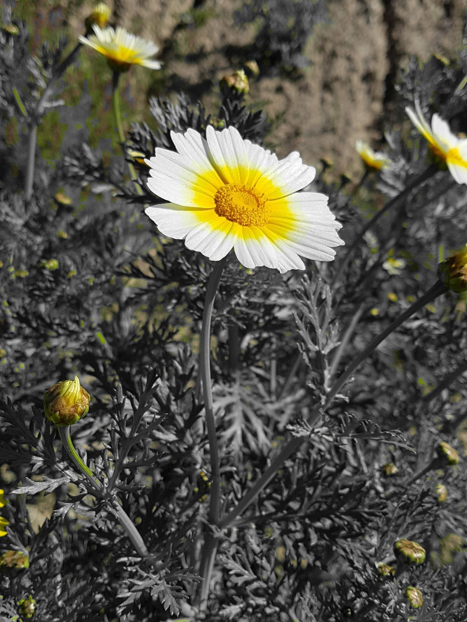 Samsung Galaxy S7 Edge sample photo. Nature, plant photography