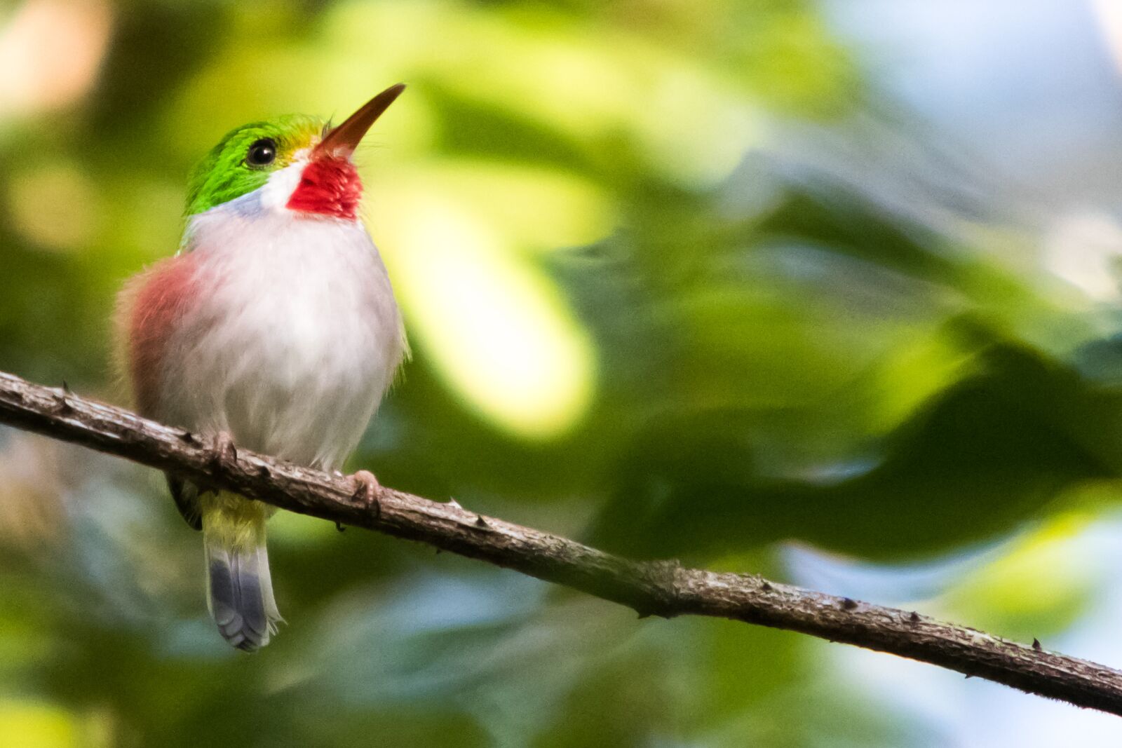 Canon EF 70-200mm F2.8L IS USM sample photo. Cuba, matanzas, cienaga de photography