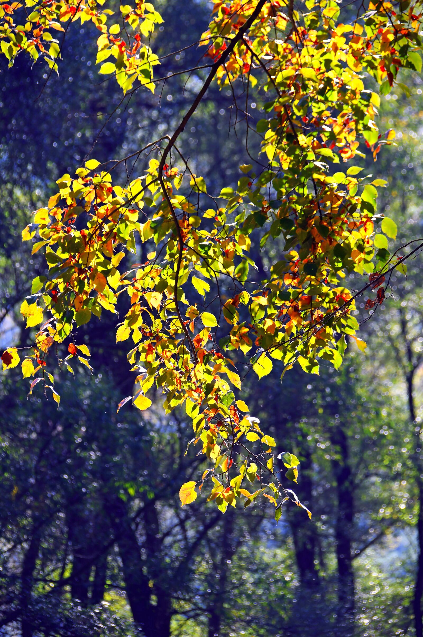 Nikon D3200 sample photo. Autumn, autumn road, autumn photography