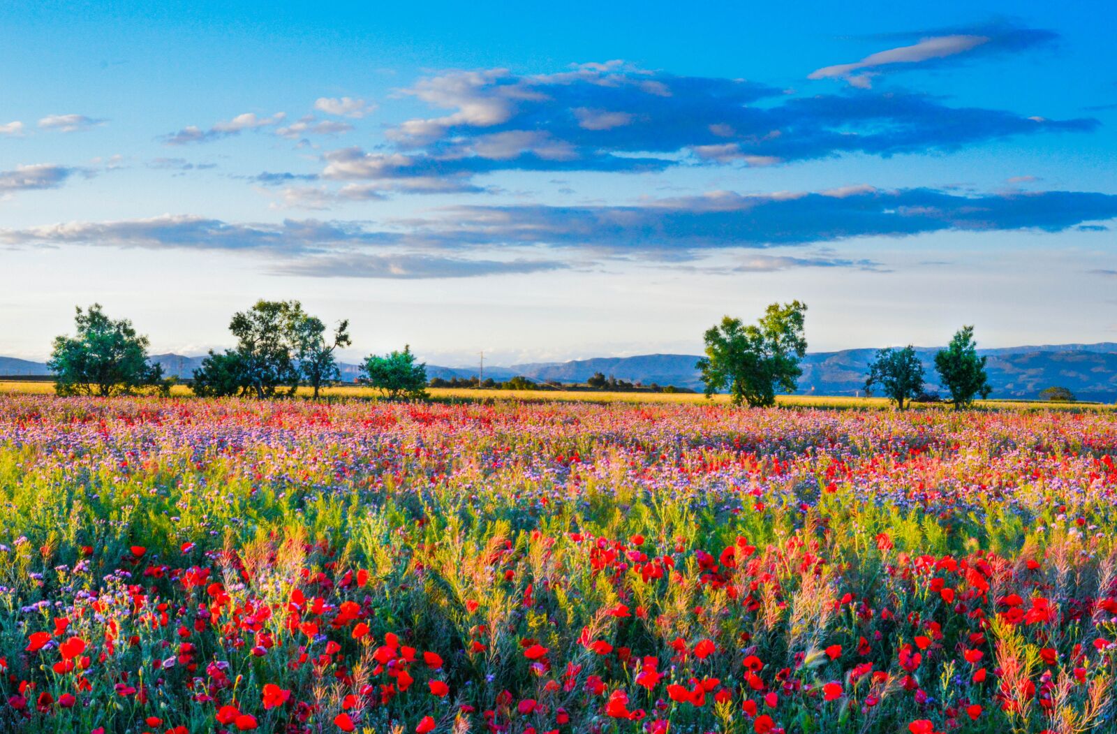 Nikon D3200 sample photo. Wild flowers, field of photography