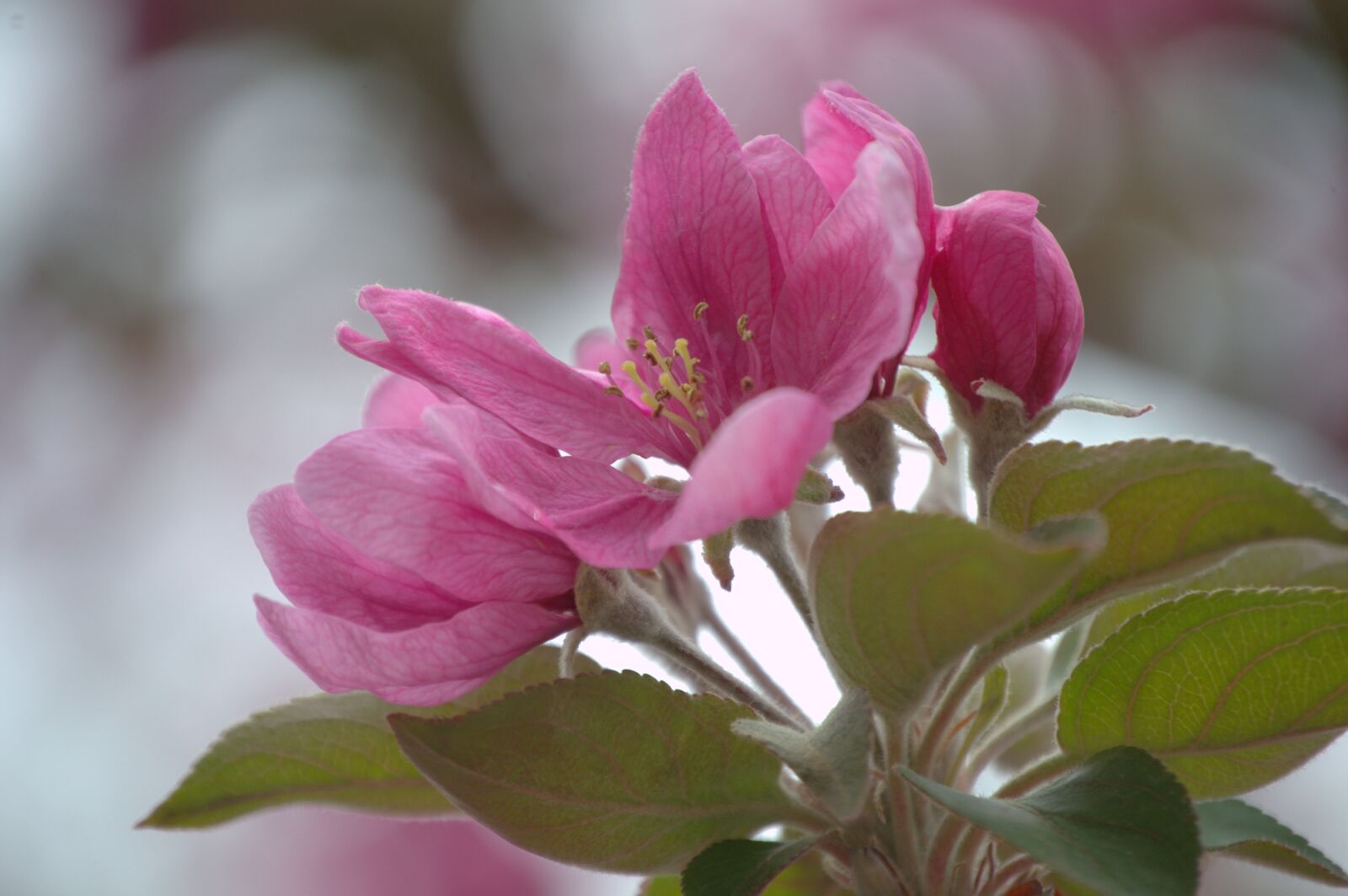 Nikon D3100 sample photo. Flower, pink, apple photography