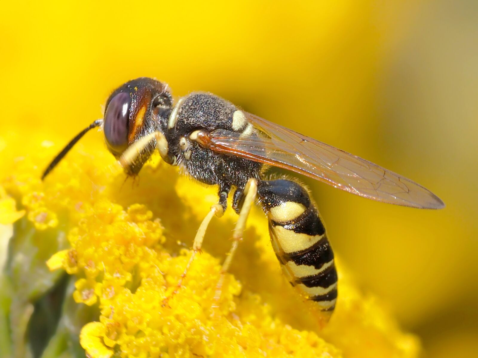 Olympus M.Zuiko Digital ED 60mm F2.8 Macro sample photo. Bee wolf, insect, wasp photography