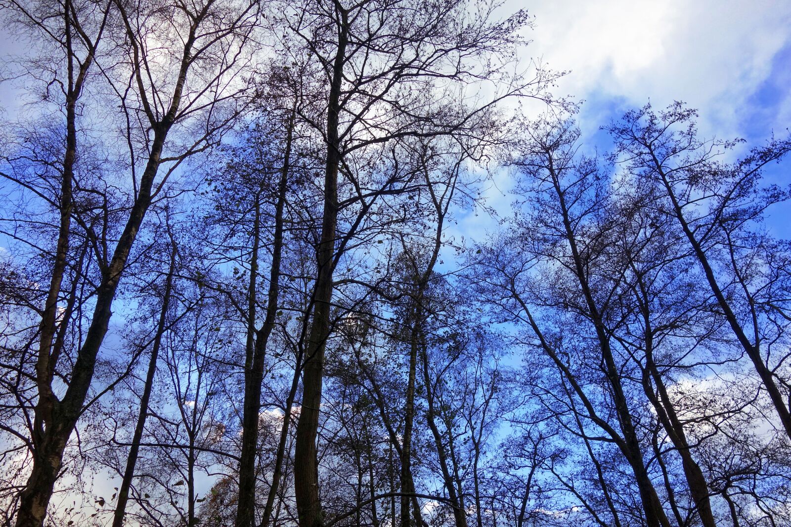 Sony Cyber-shot DSC-RX100 sample photo. Trees, tree tops, rising photography