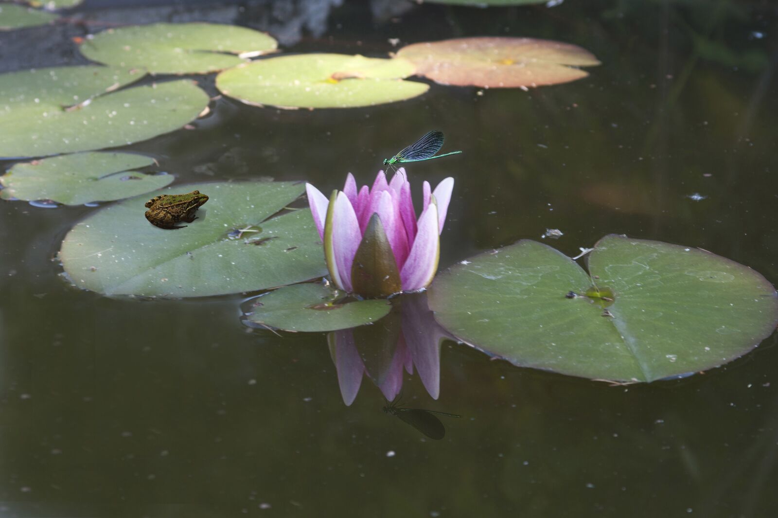 Sony Alpha DSLR-A350 sample photo. Basin, water lily, flower photography