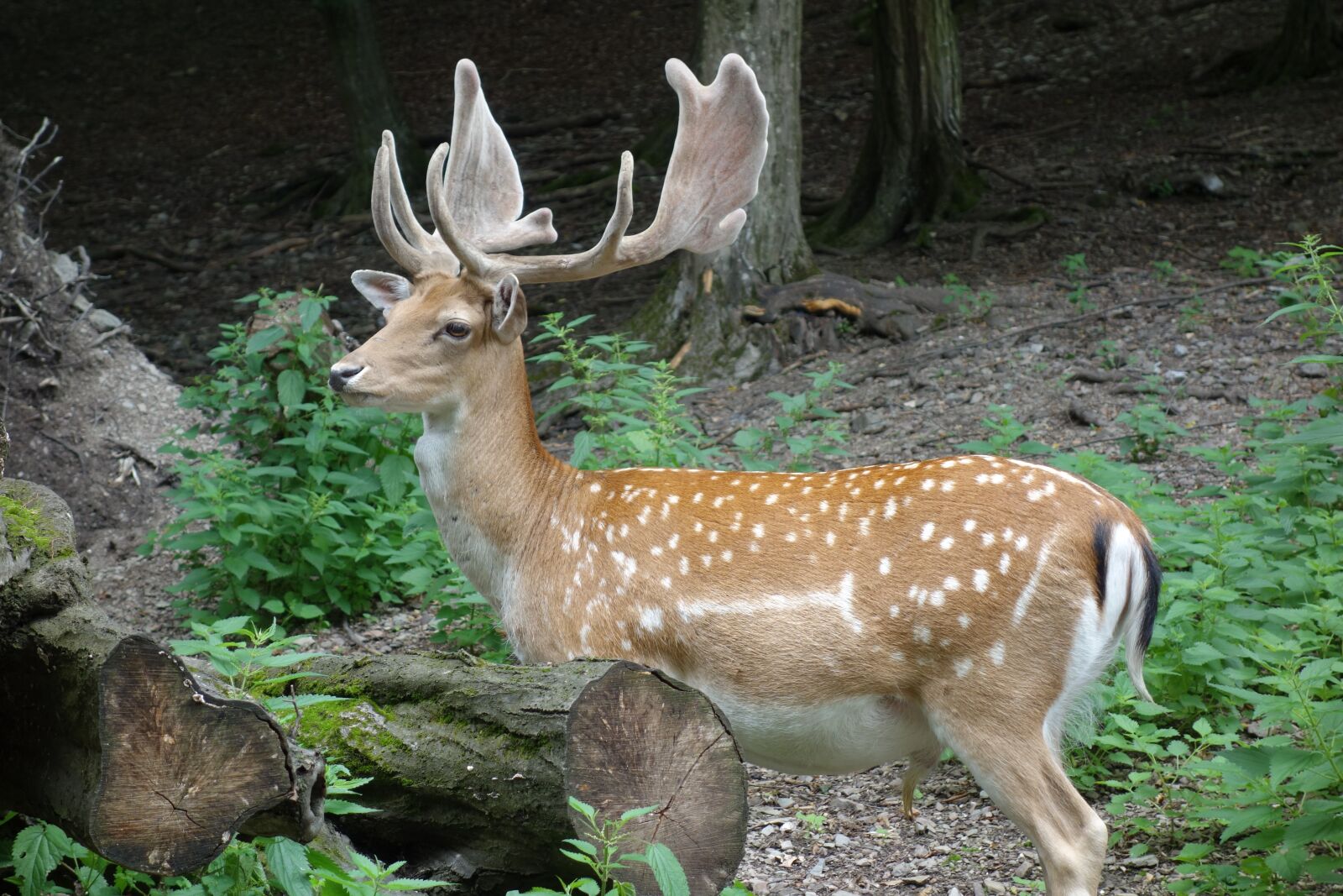 Sony Cyber-shot DSC-RX100 sample photo. Deer, wild, wildlife photography