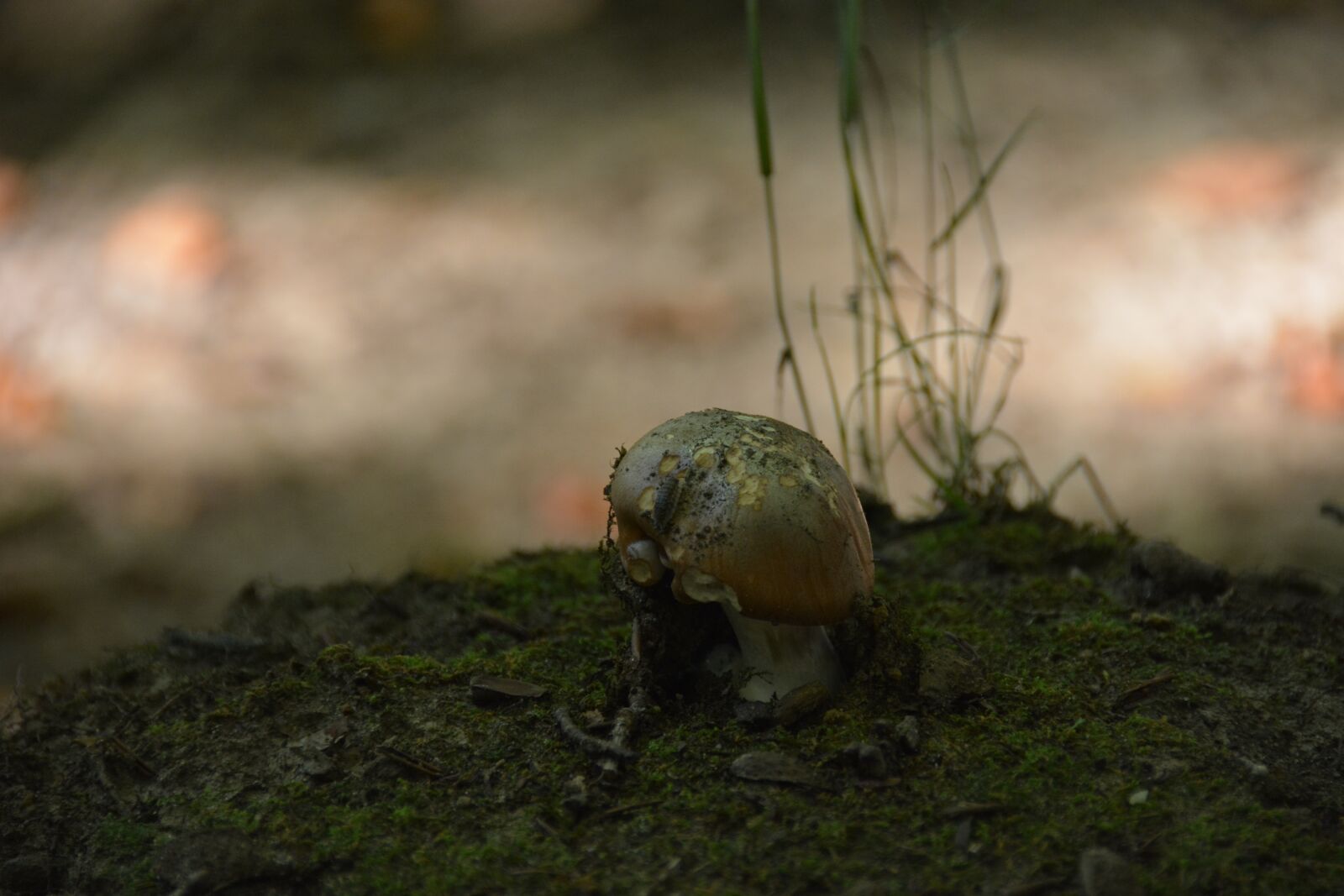 Nikon D7100 sample photo. Mushroom, moss, forest photography