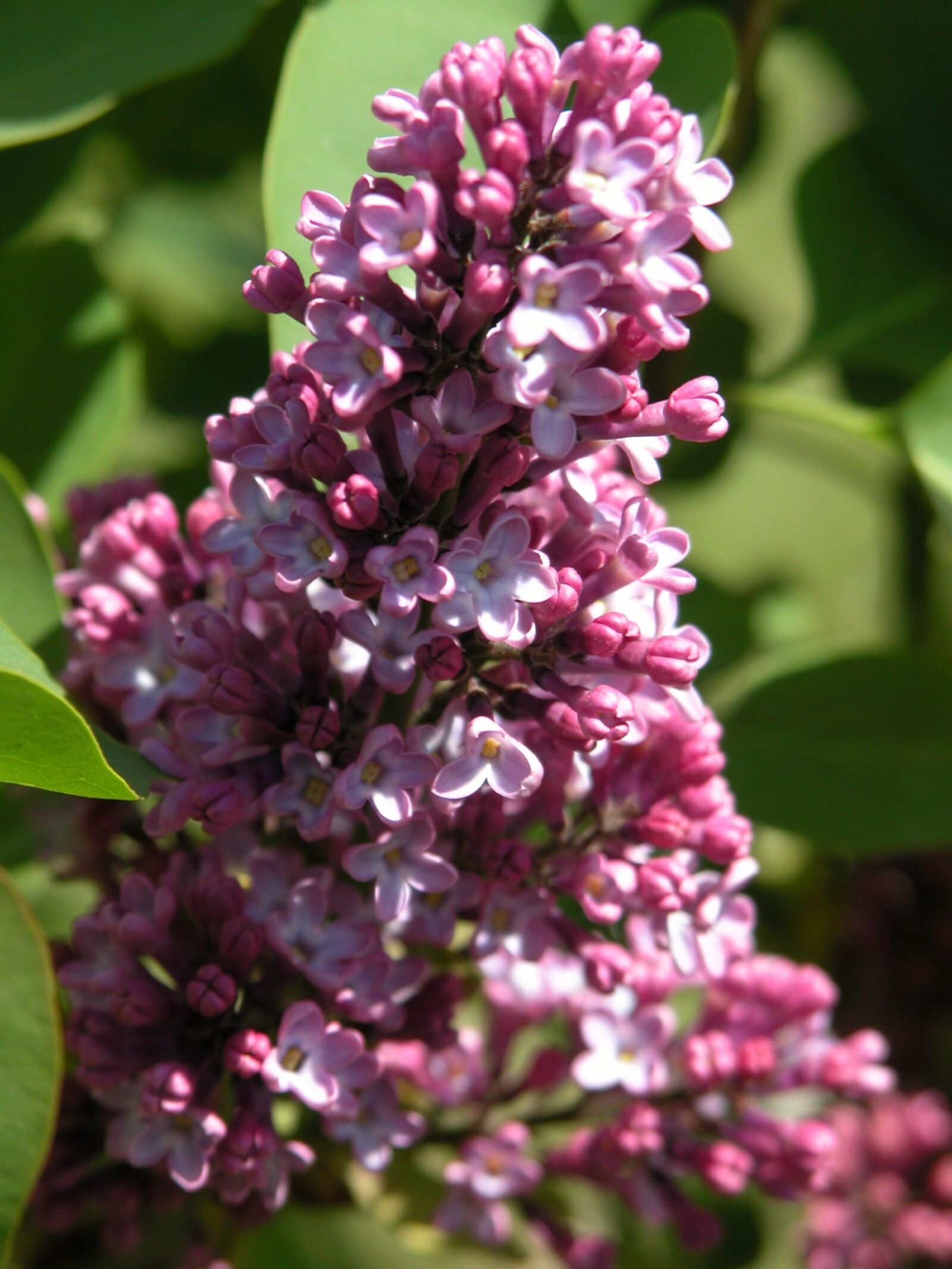 Nikon E5700 sample photo. Nature, flowers, green photography