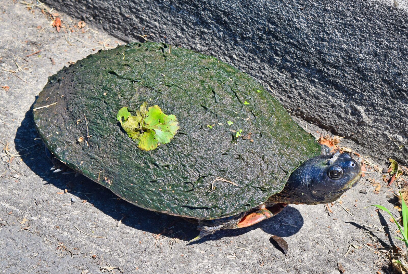 Nikon D3300 sample photo. Wood, turtle, tort photography