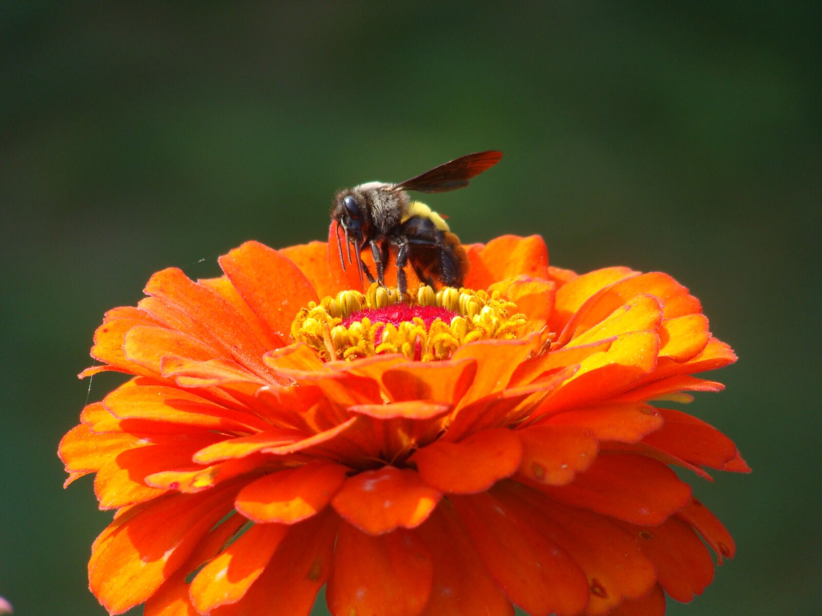 Sony DSC-H3 sample photo. Bee, flower, nature photography