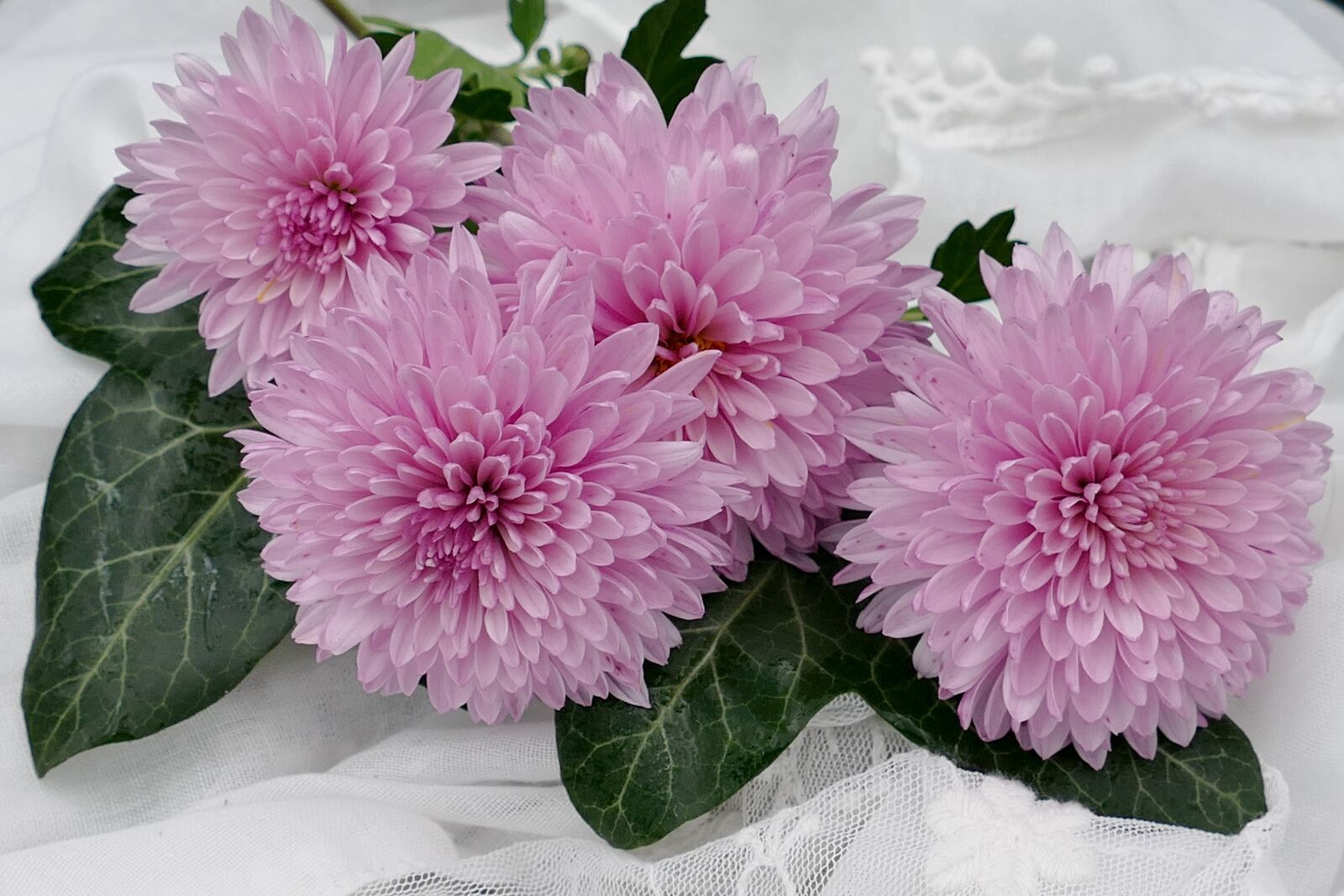 Panasonic Lumix DMC-FZ1000 sample photo. Flowers, summer, ivy photography