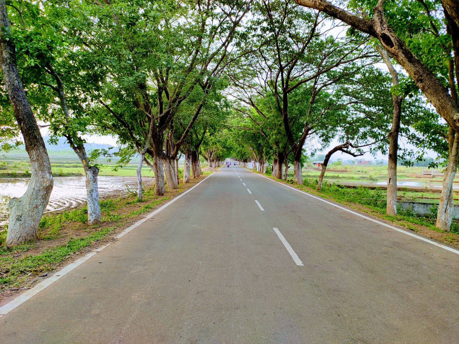 Xiaomi Redmi Note 7 Pro sample photo. Natural, green, rode photography