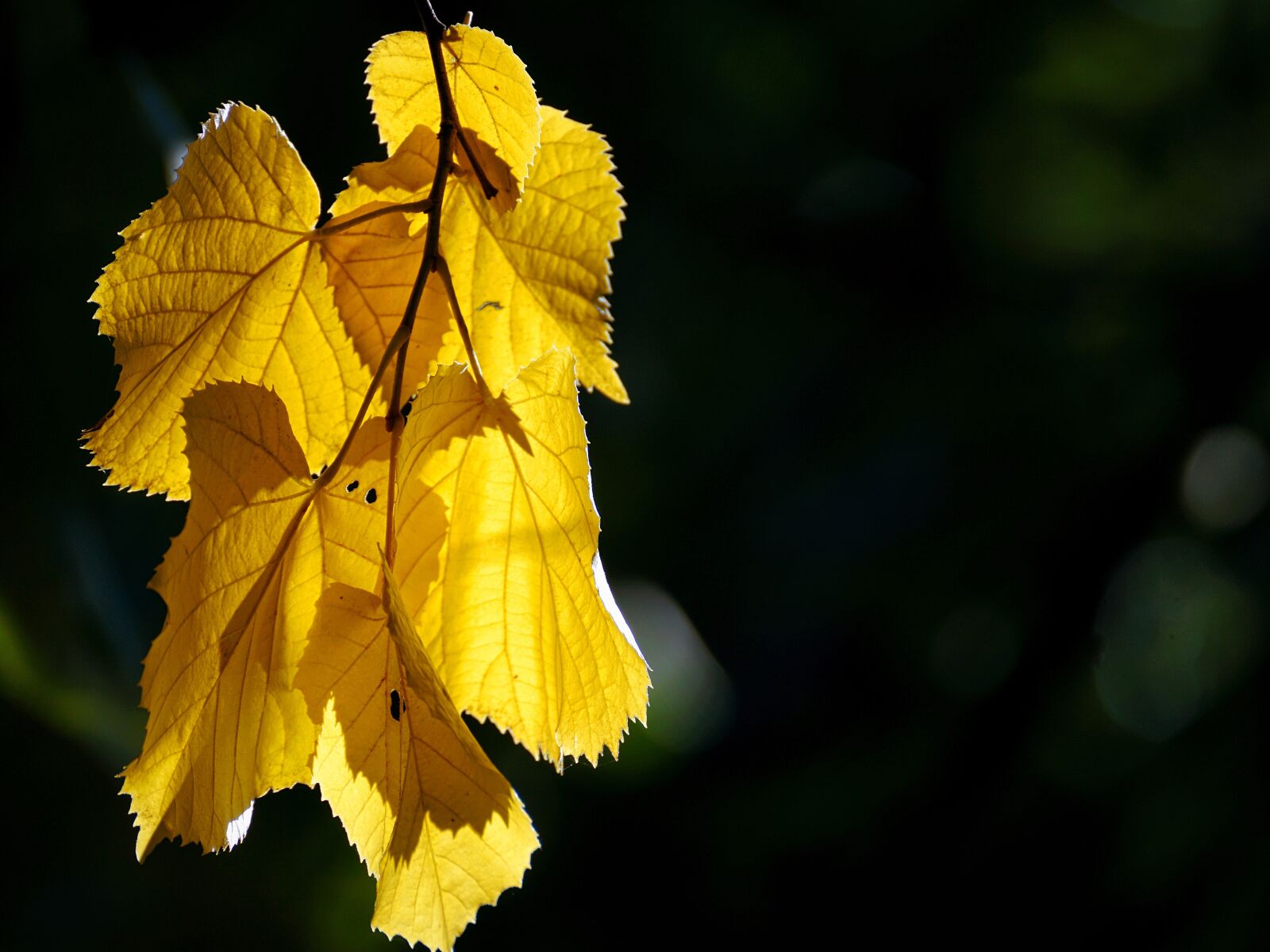 Sony DT 55-300mm F4.5-5.6 SAM sample photo. Autumn, golden, golden autumn photography