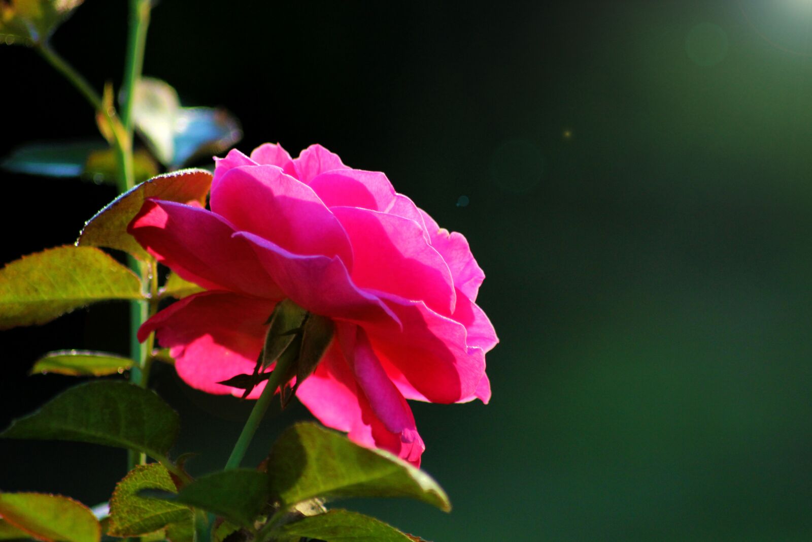 Canon EOS 600D (Rebel EOS T3i / EOS Kiss X5) sample photo. Rosa, garden, flower photography