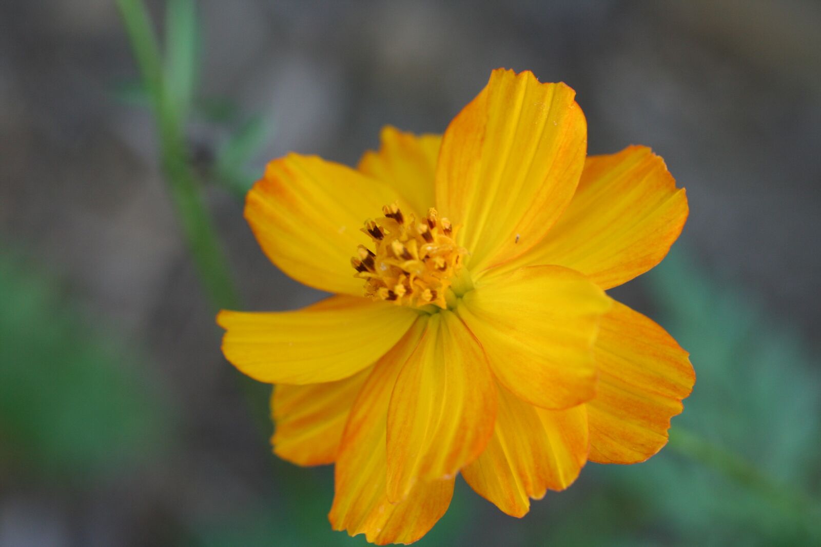 Canon EOS 350D (EOS Digital Rebel XT / EOS Kiss Digital N) sample photo. Yellow, flower, cosmos photography