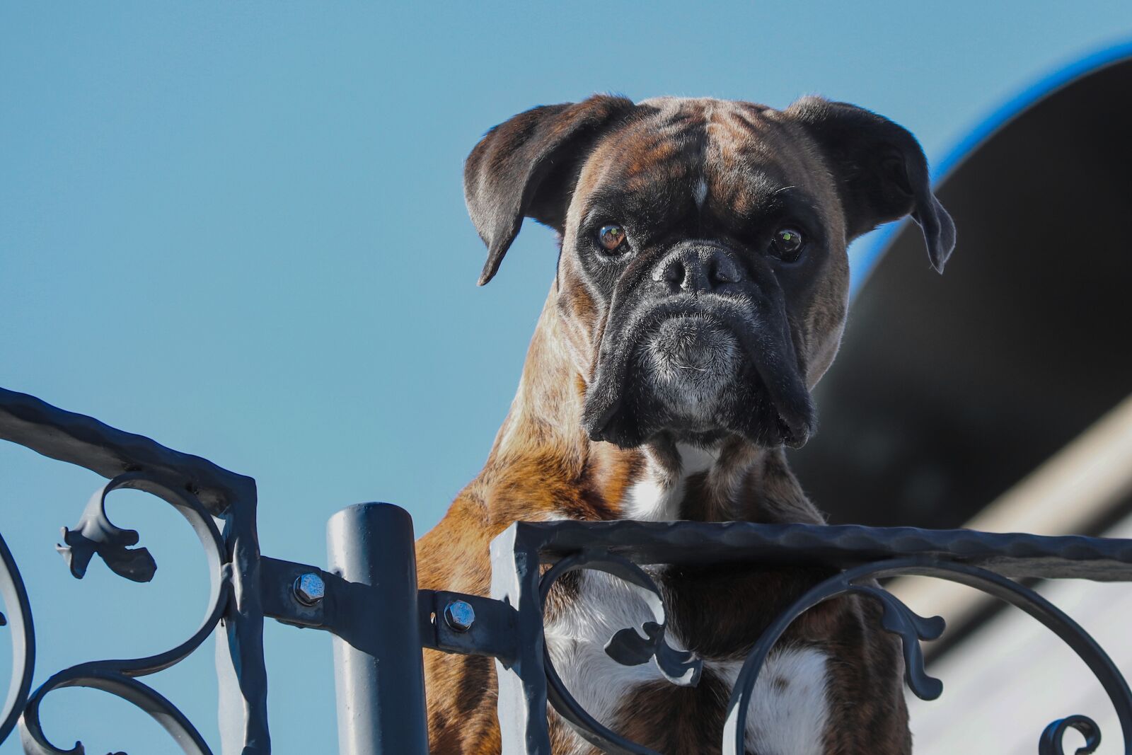 Canon EOS 200D (EOS Rebel SL2 / EOS Kiss X9) sample photo. Guard dog, pet, boxer photography