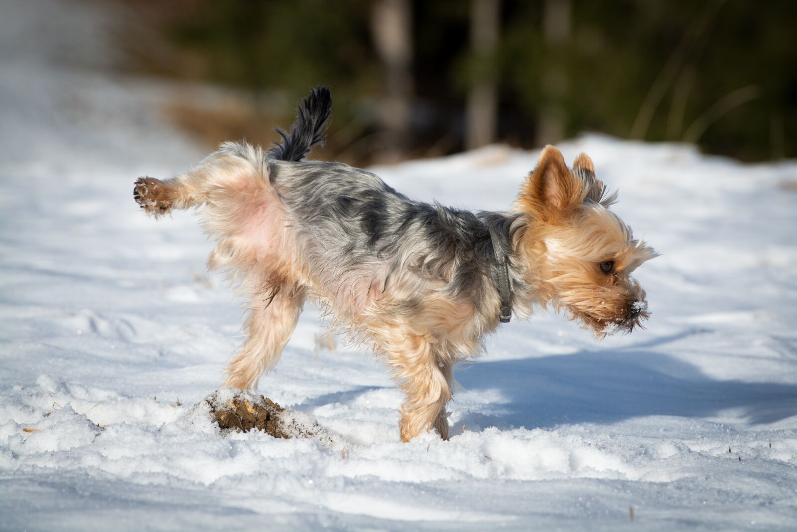 Nikon D7100 sample photo. Dog, pee, out photography