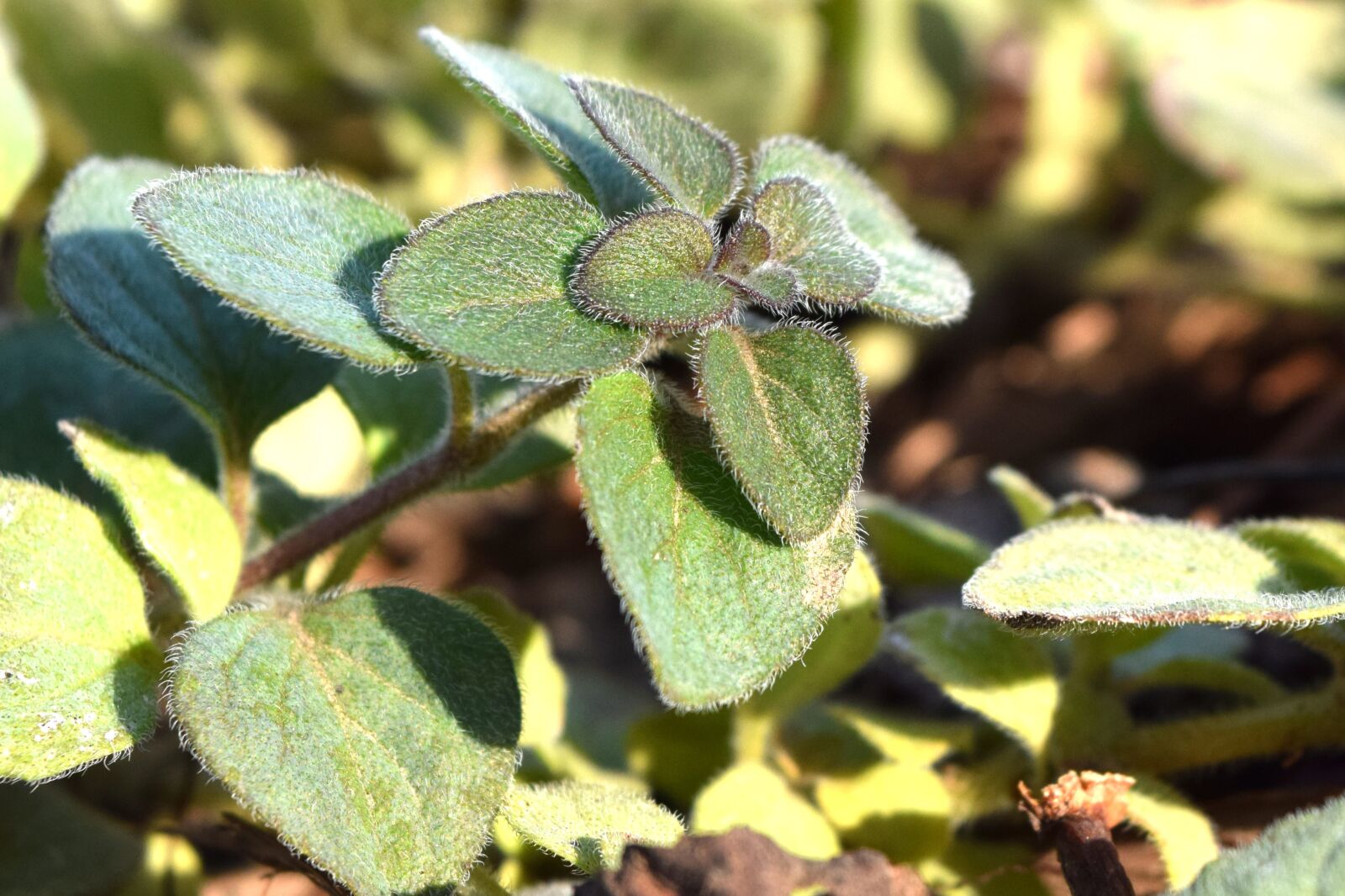 Nikon D3300 sample photo. Oregano, herb, seasoning photography