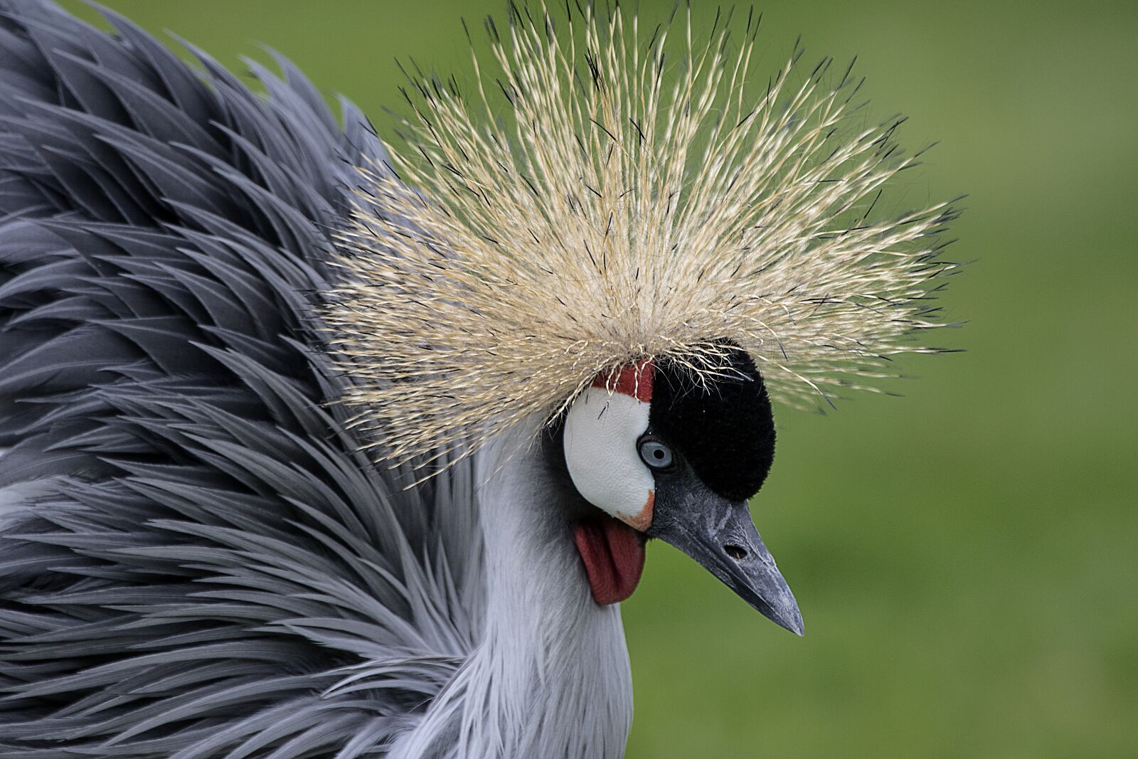 Canon EOS 7D Mark II sample photo. Grey, necked, crowned photography