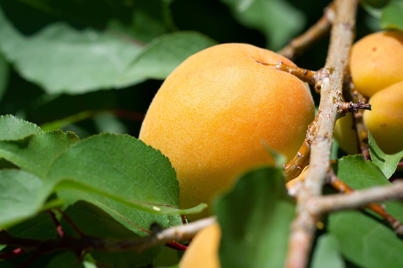 Nikon D7100 sample photo. Apricot, apricot tree, garden photography