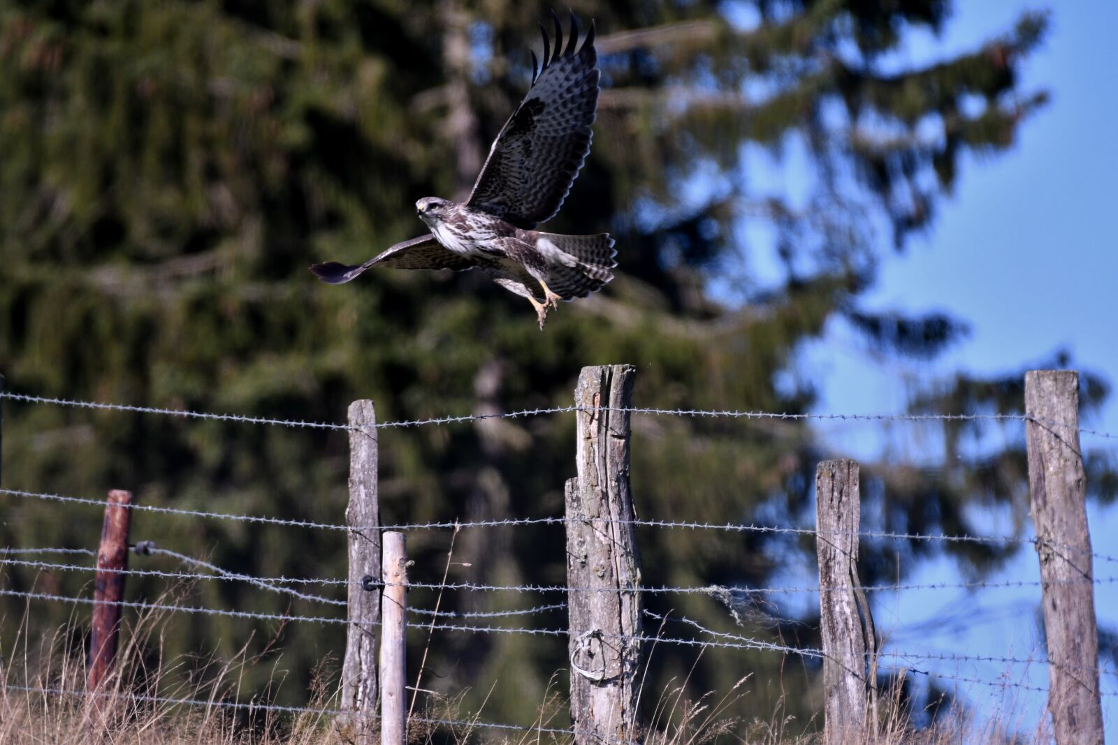 Nikon D500 sample photo. Common buzzard, bird of photography