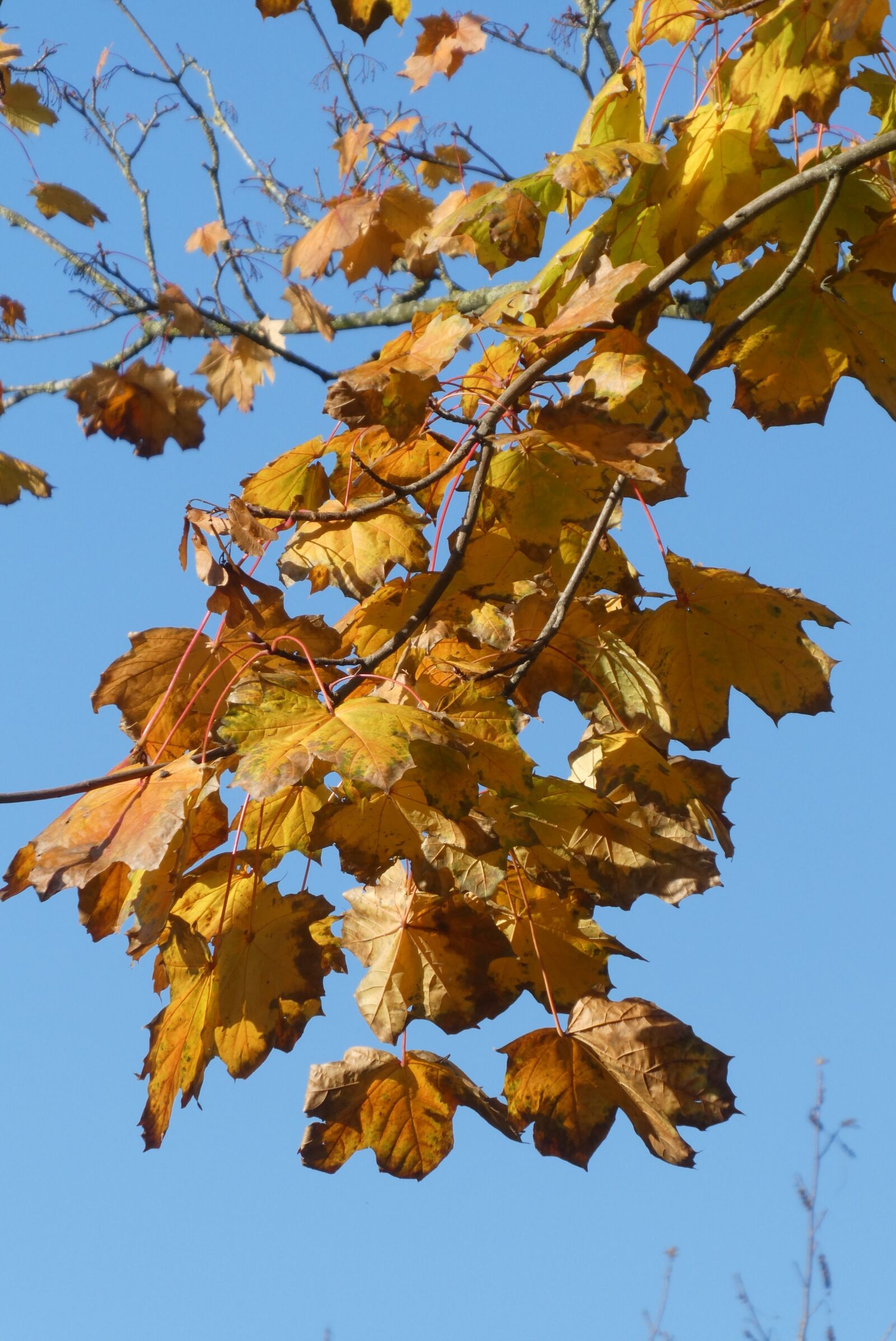 Panasonic Lumix DC-ZS70 (Lumix DC-TZ90) sample photo. Autumn leaves, autumn, fall photography