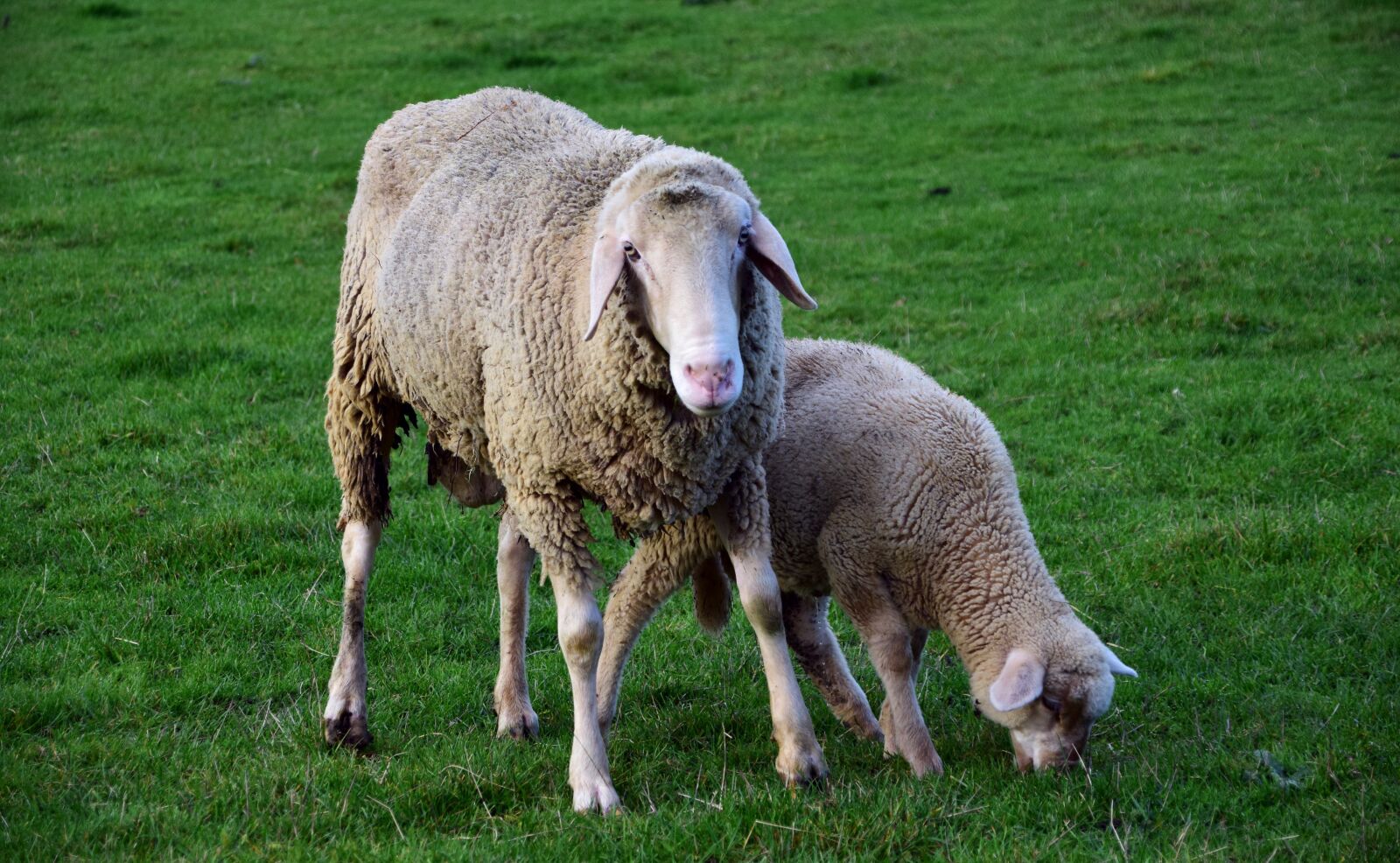 Nikon D3300 sample photo. Sheep, mother and child photography