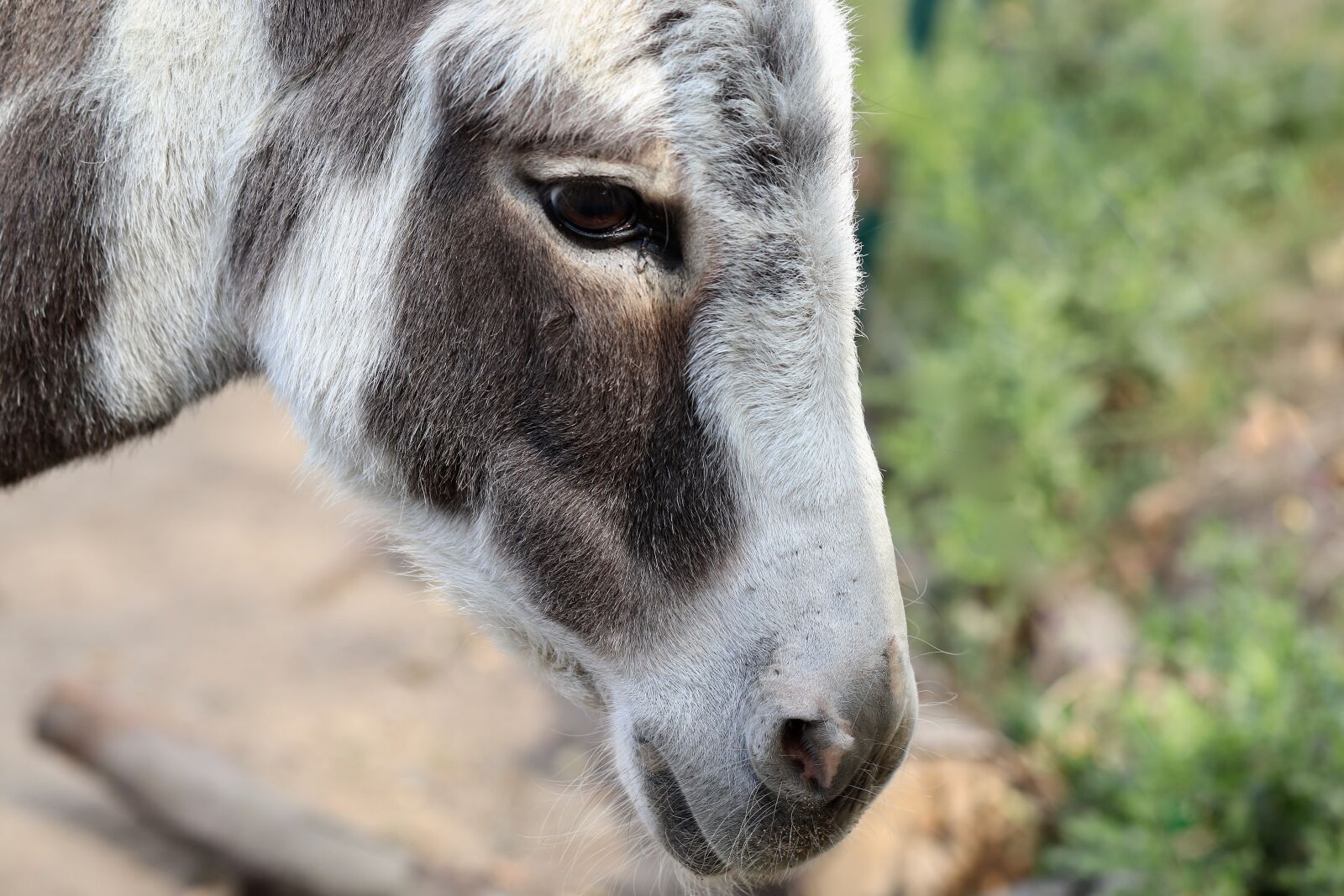 Canon EOS 800D (EOS Rebel T7i / EOS Kiss X9i) sample photo. Donkey, pet, patched photography