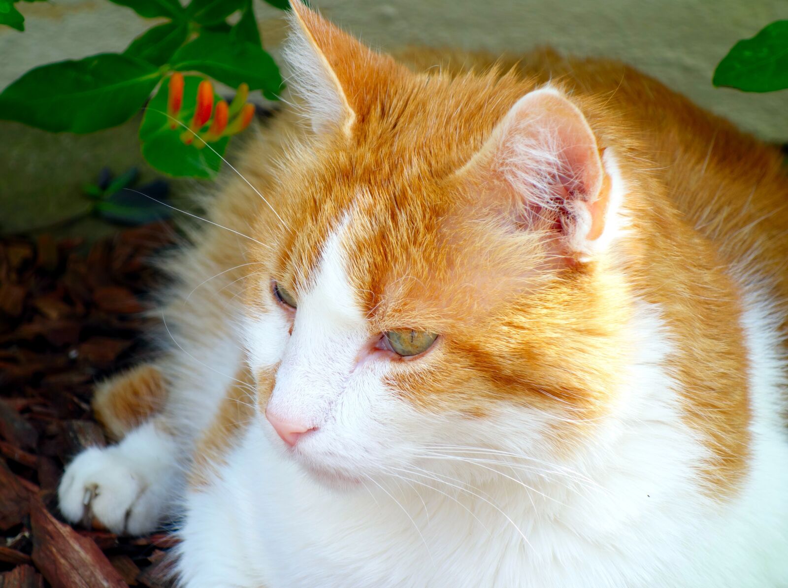 Sony Cyber-shot DSC-RX100 sample photo. Cat, red tomcat, mieze photography