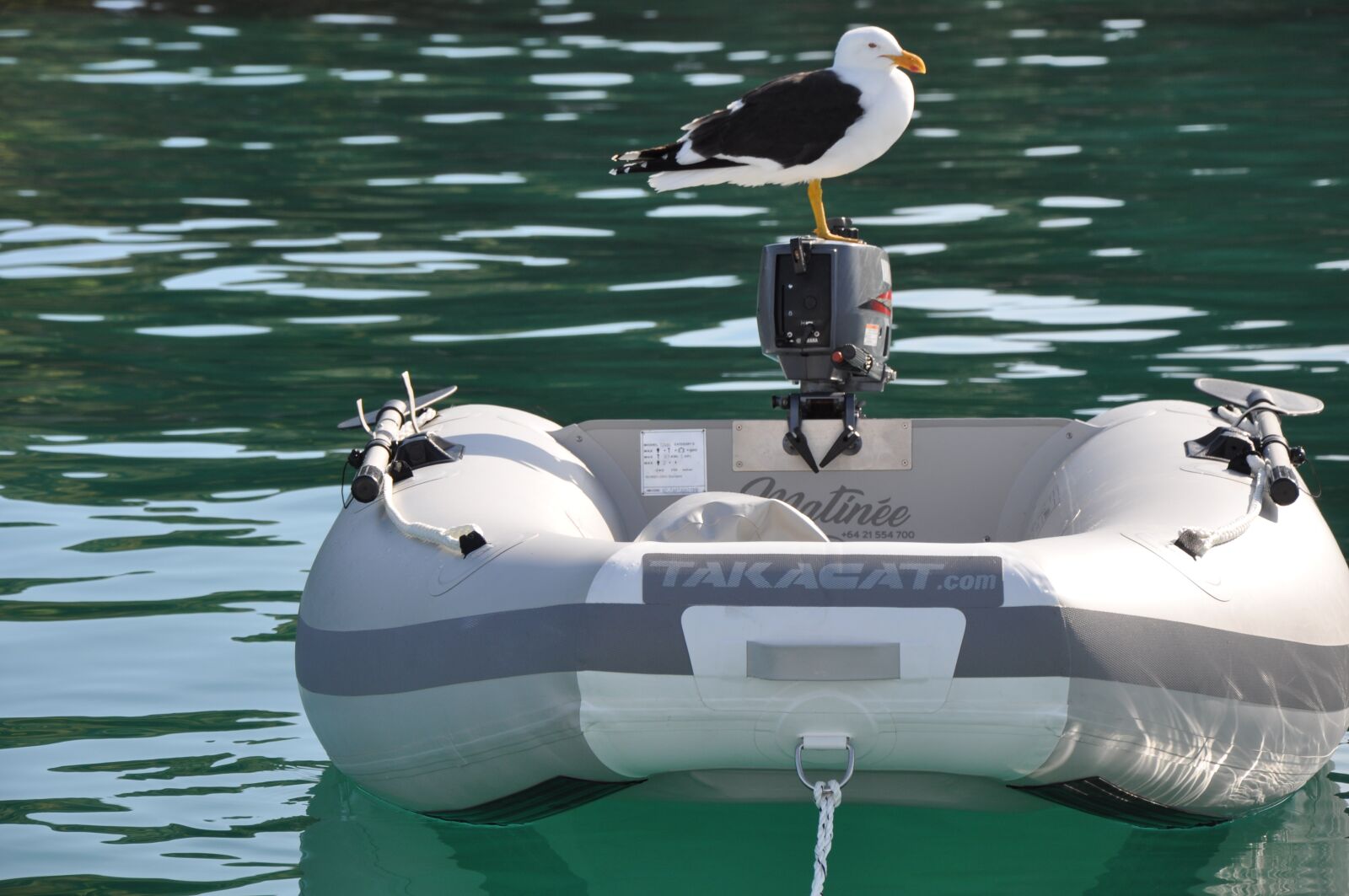 Nikon D90 sample photo. Black-backed gull, tiritiri matangi photography