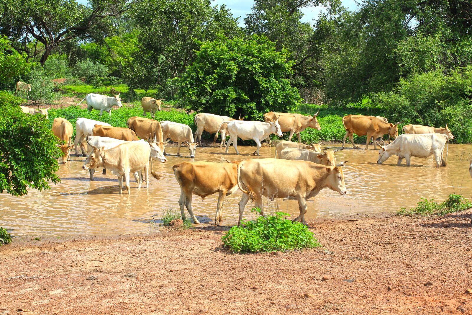 Canon EOS 600D (Rebel EOS T3i / EOS Kiss X5) sample photo. Cows, stream, cattle photography