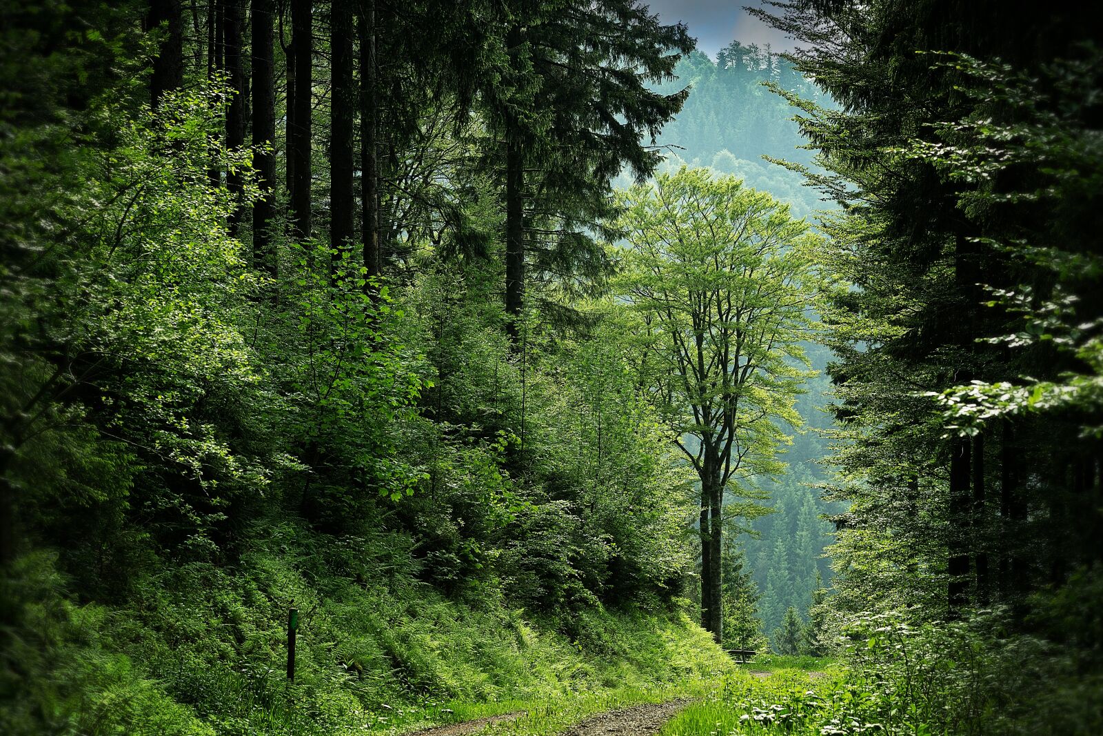 Sony a6000 + E 60mm F2.8 sample photo. Black forest, clearing, forest photography
