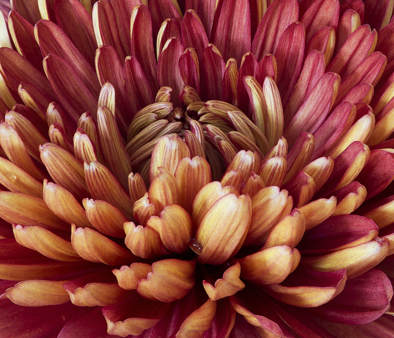 Nikon D5200 sample photo. Flowers, macro, colors photography