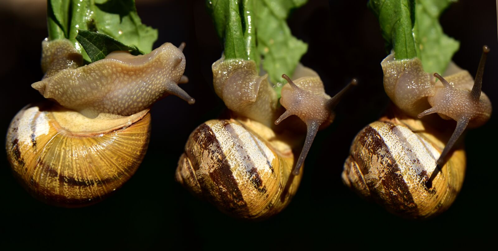 Nikon D750 sample photo. Snails, depend, acrobatics photography