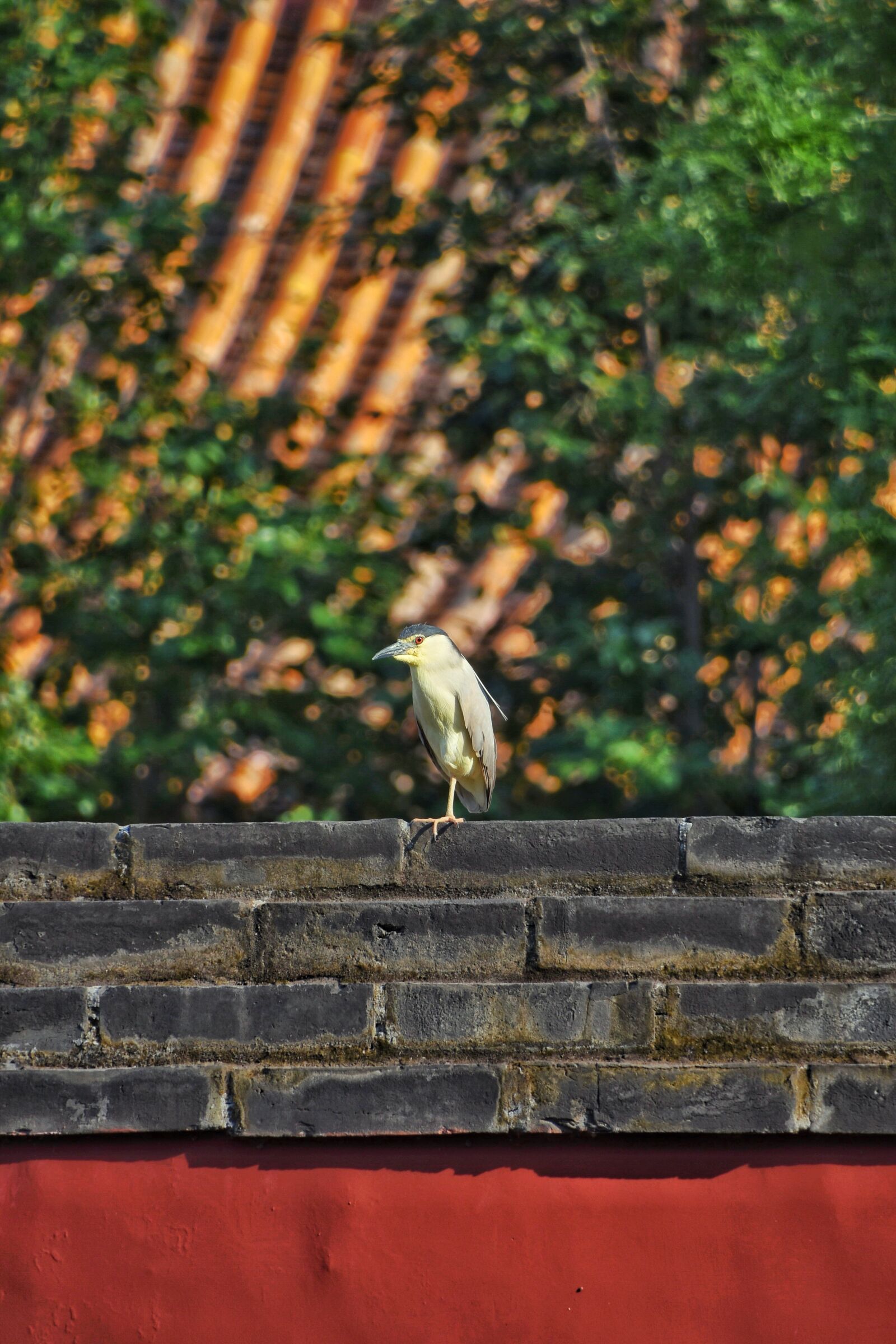Nikon D7200 sample photo. Wall, bird, background photography