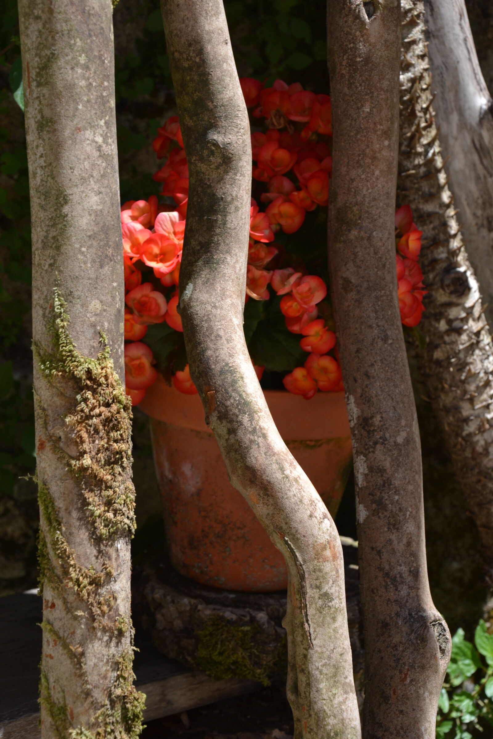 Nikon D3100 sample photo. Art, flower, sticks, wood photography