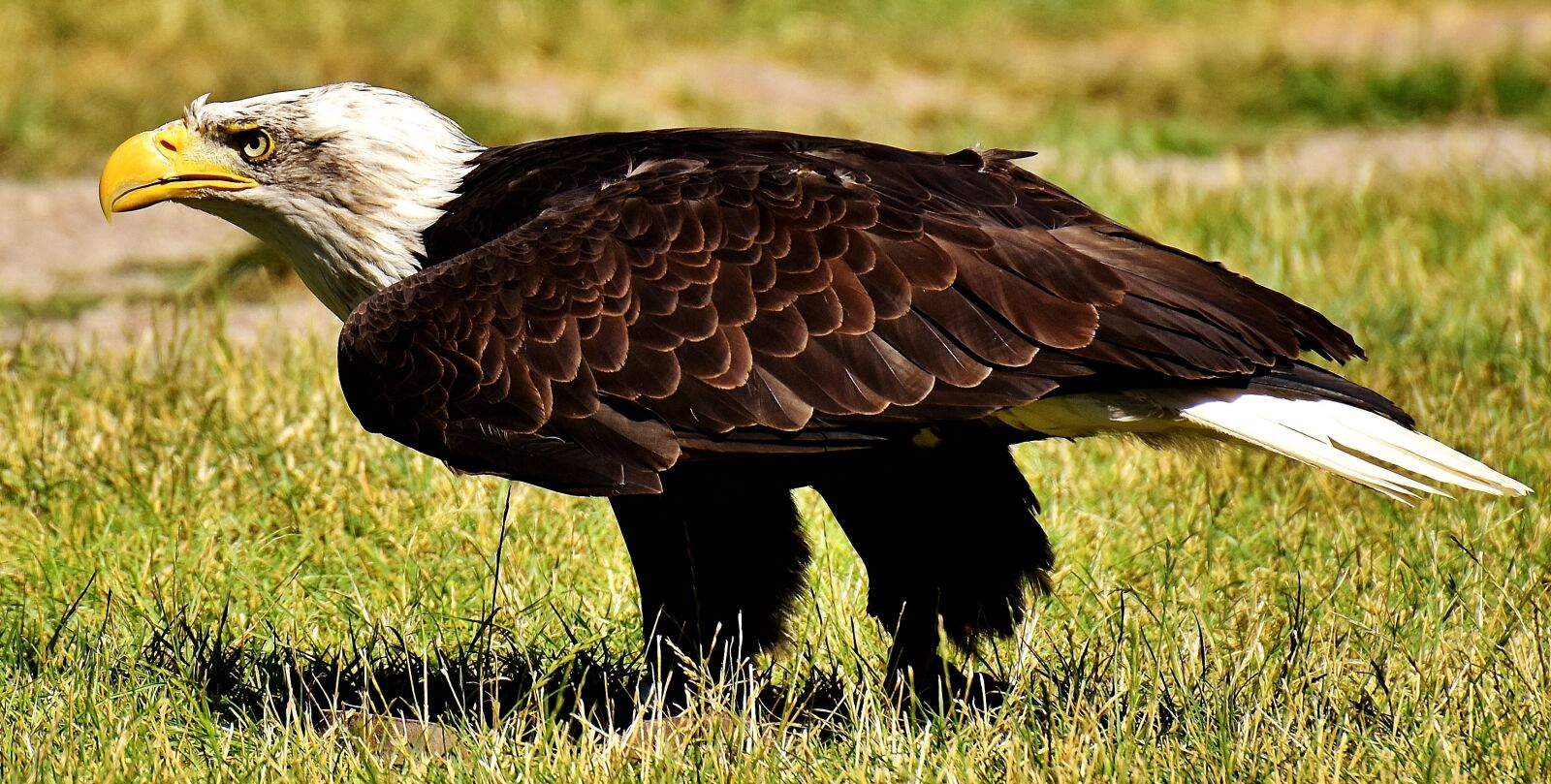 Nikon D7200 sample photo. Adler, bald eagles, bird photography