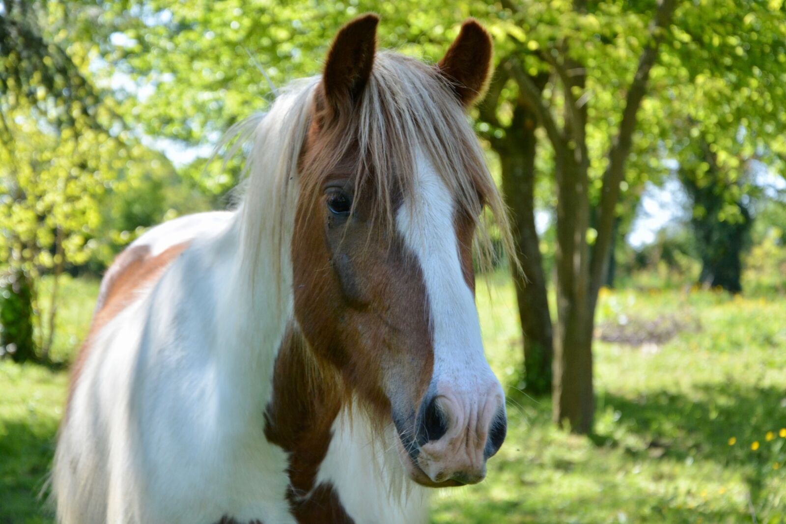 Nikon D5200 sample photo. Horse, standard, horse irish photography