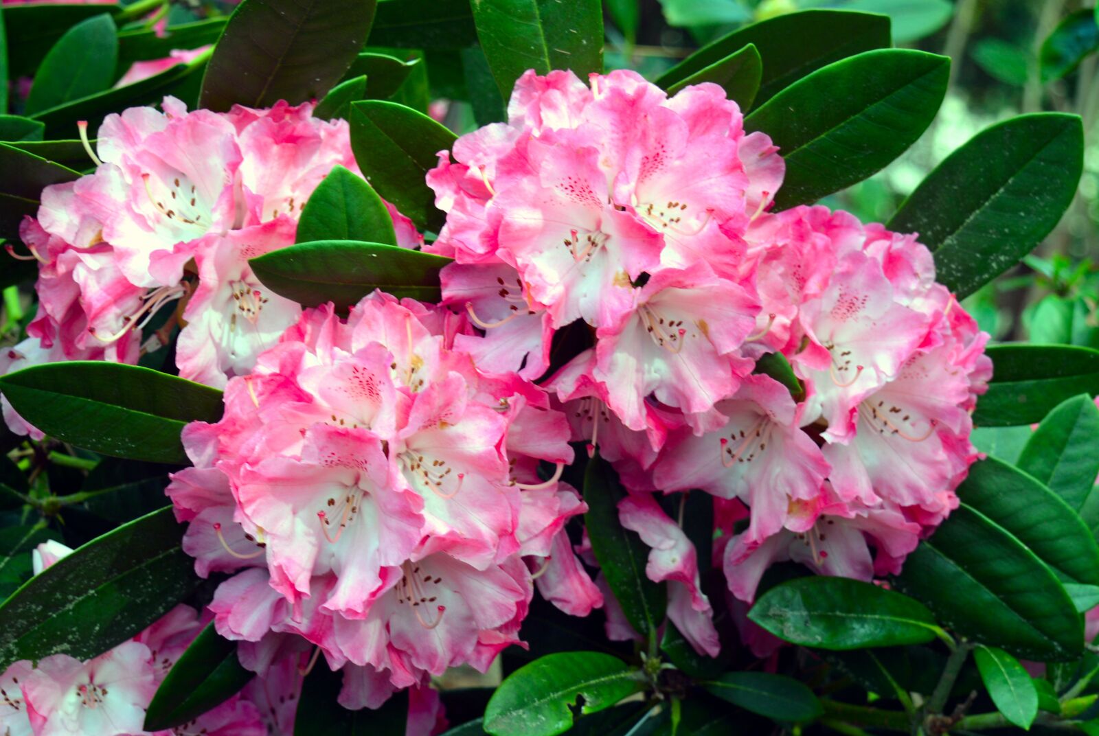 Nikon D3200 sample photo. Rhododendron, flower, spring photography