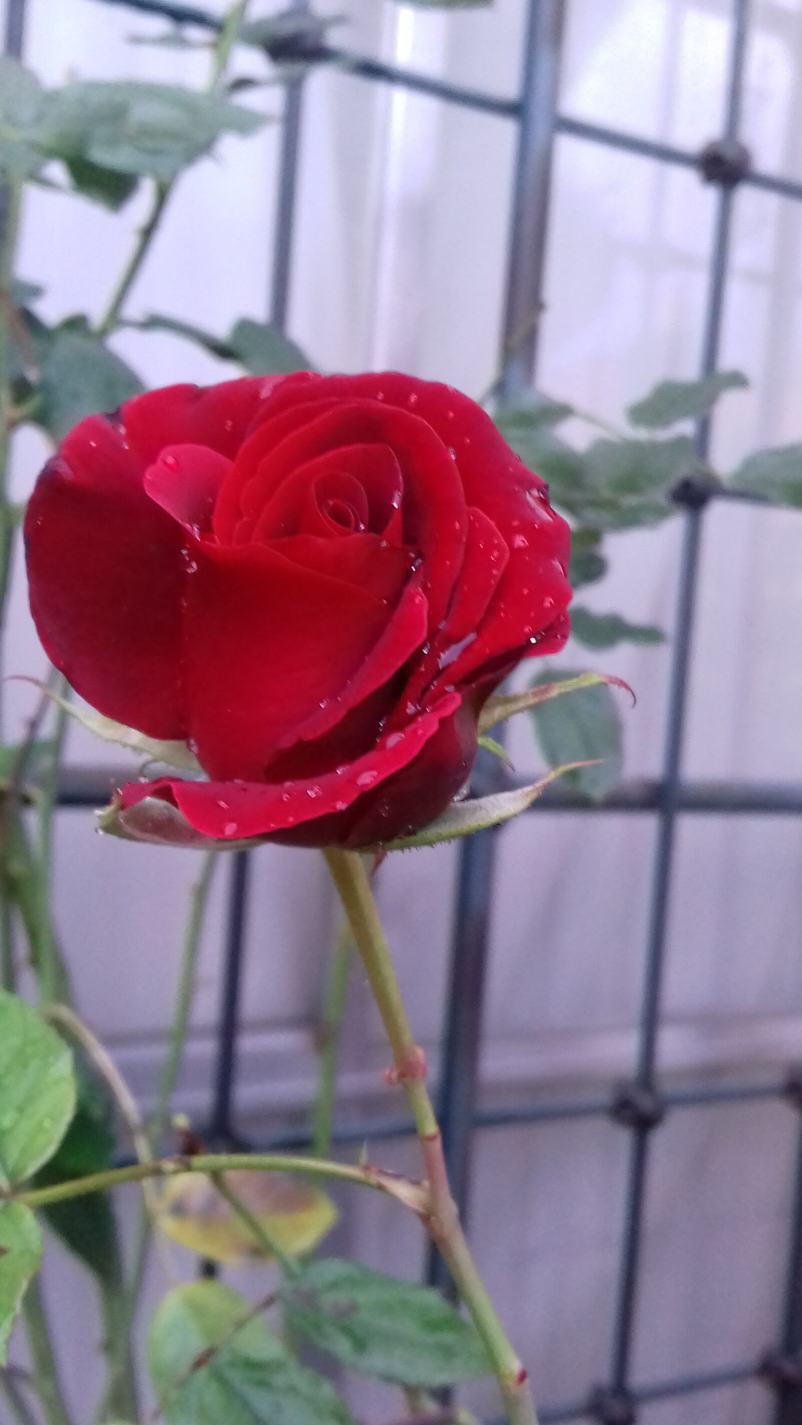 Samsung Galaxy Grand Prime sample photo. Rosa, flower, garden photography