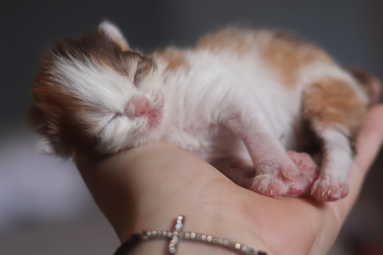 Canon EOS 200D (EOS Rebel SL2 / EOS Kiss X9) sample photo. Kitten, cute, animal photography