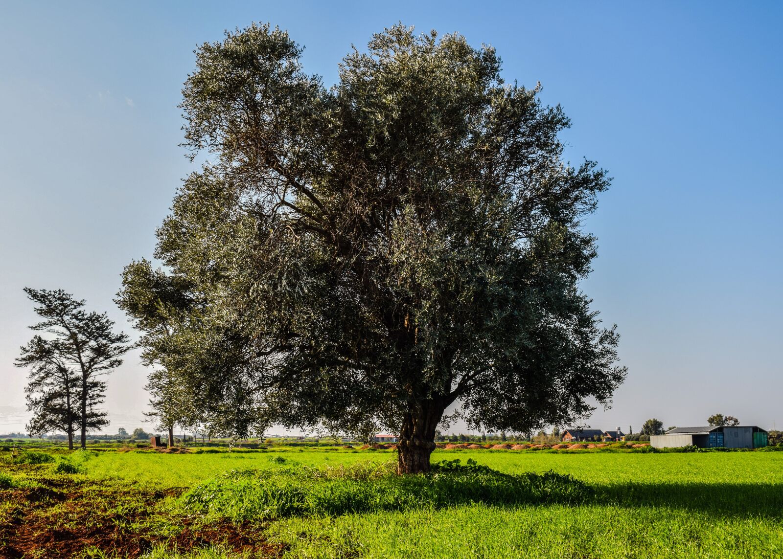 Nikon D3300 sample photo. Tree, meadow, landscape photography