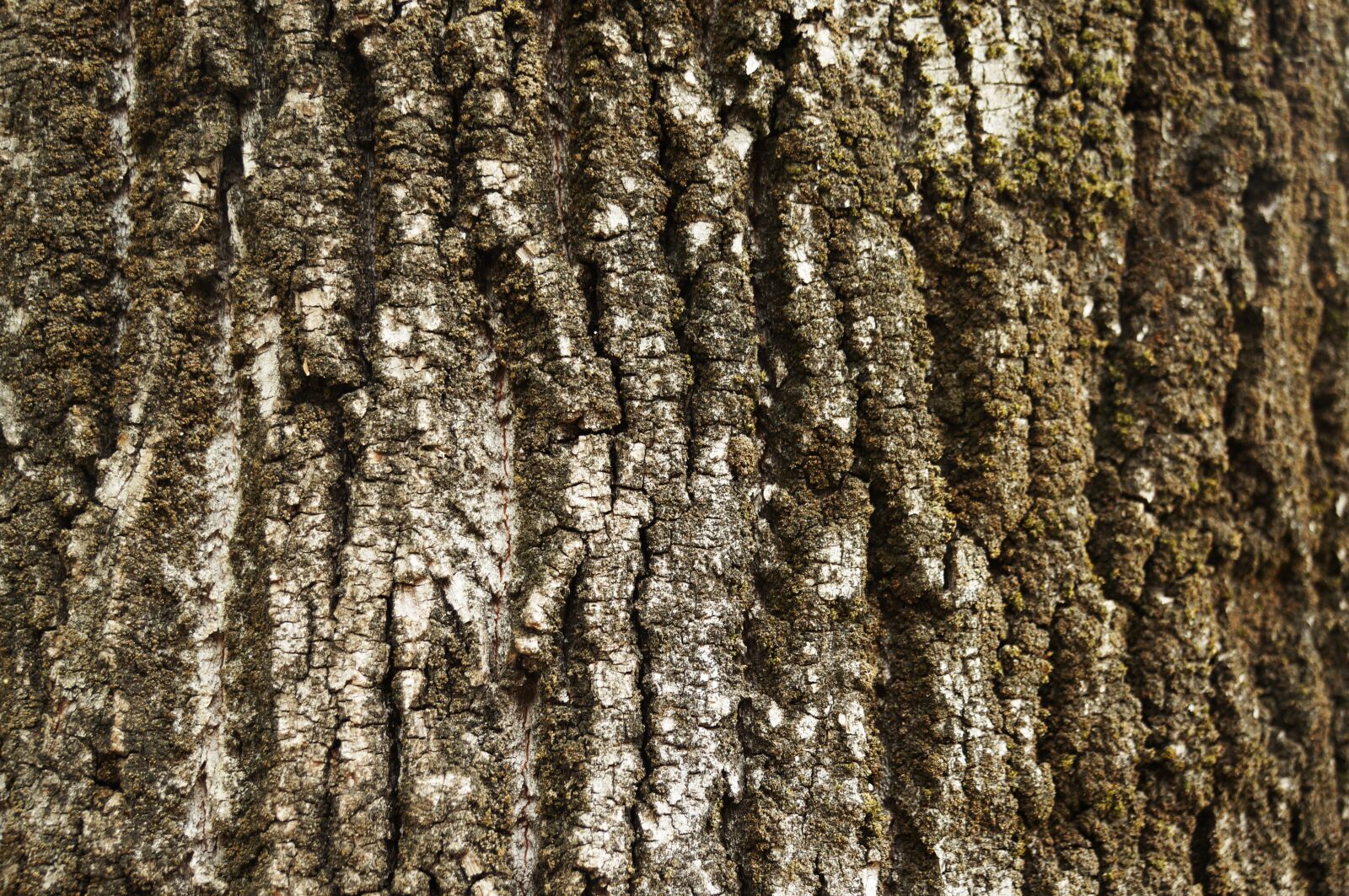 Sony E 18-200mm F3.5-6.3 OSS sample photo. Texture, bark, tree photography