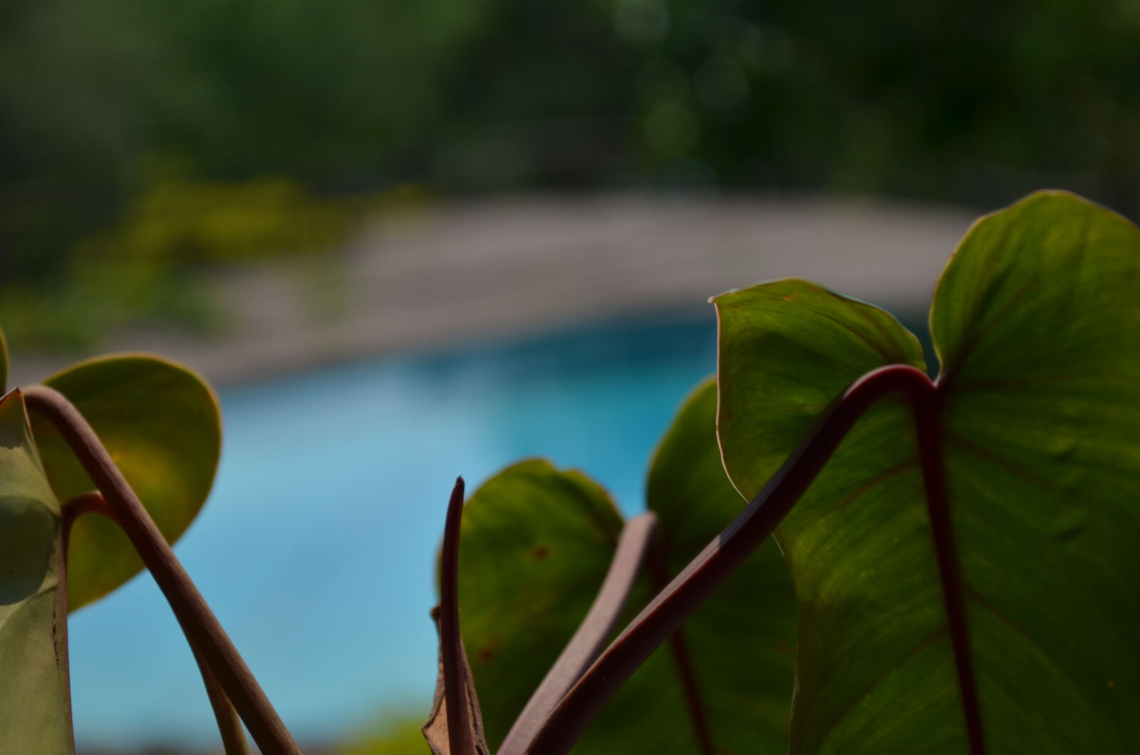 Nikon D5100 sample photo