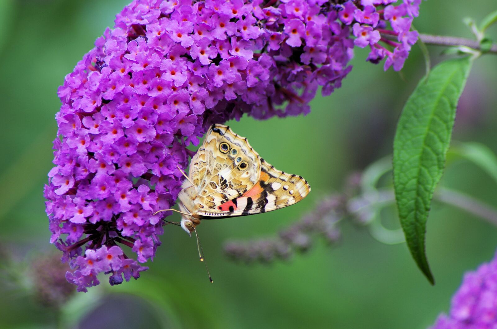 Pentax K-50 sample photo. Summer lilac, butterfly, nature photography