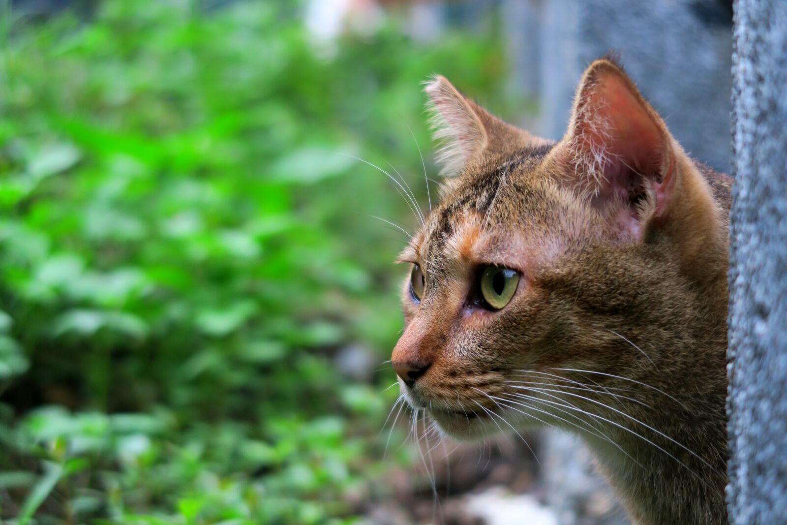 Canon PowerShot G7 X sample photo. Nature, cute, animal photography