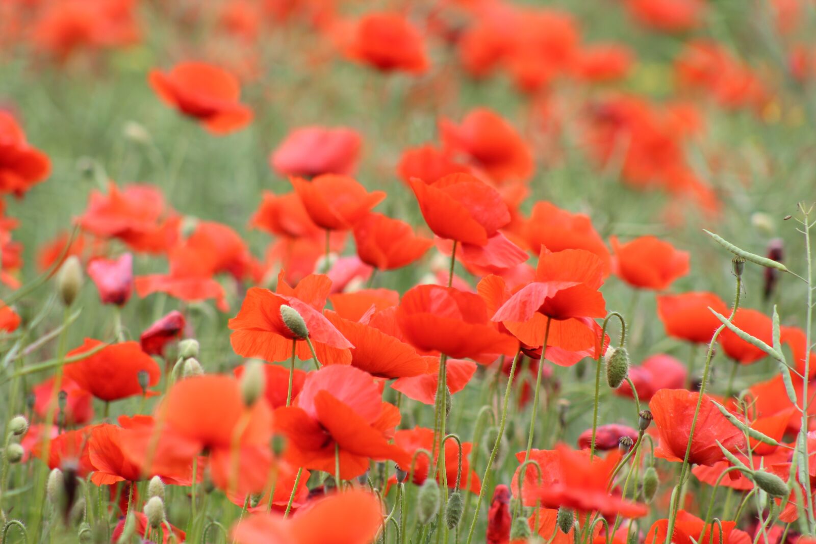 Canon EF75-300mm f/4-5.6 sample photo. Poppy, red, flower photography
