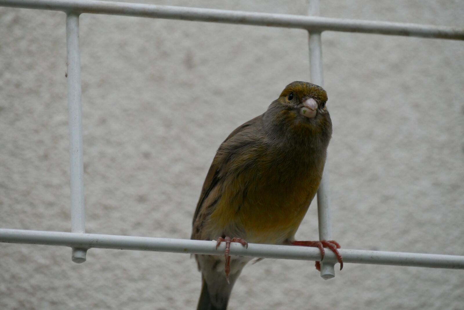 Panasonic Lumix DMC-GX85 (Lumix DMC-GX80 / Lumix DMC-GX7 Mark II) sample photo. Bird, rod, nature photography
