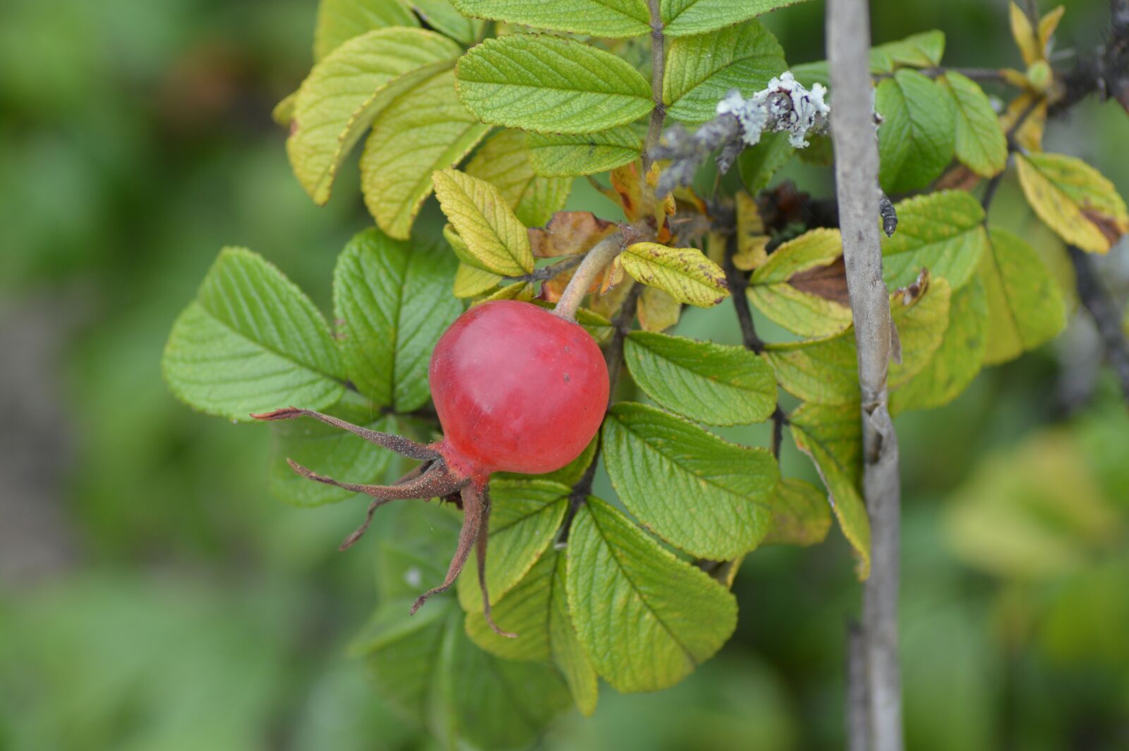 Nikon D3200 sample photo. Rose, fruit, red photography