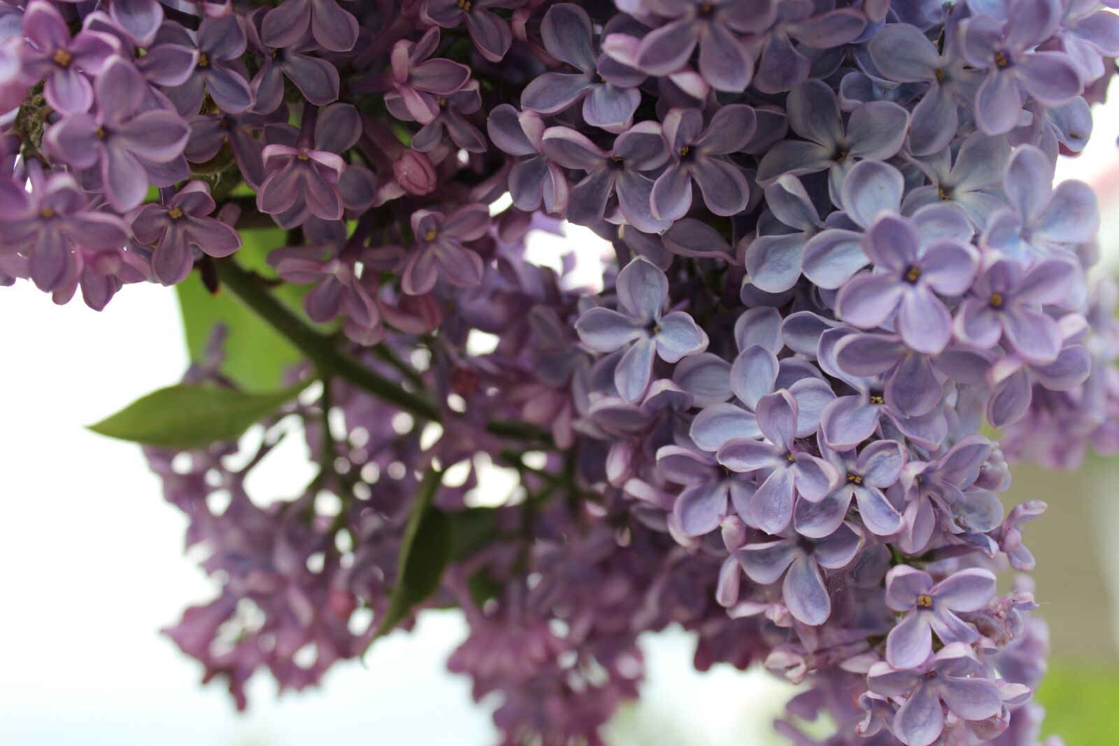 Canon EOS 650D (EOS Rebel T4i / EOS Kiss X6i) sample photo. Flower, flowers, lilac photography